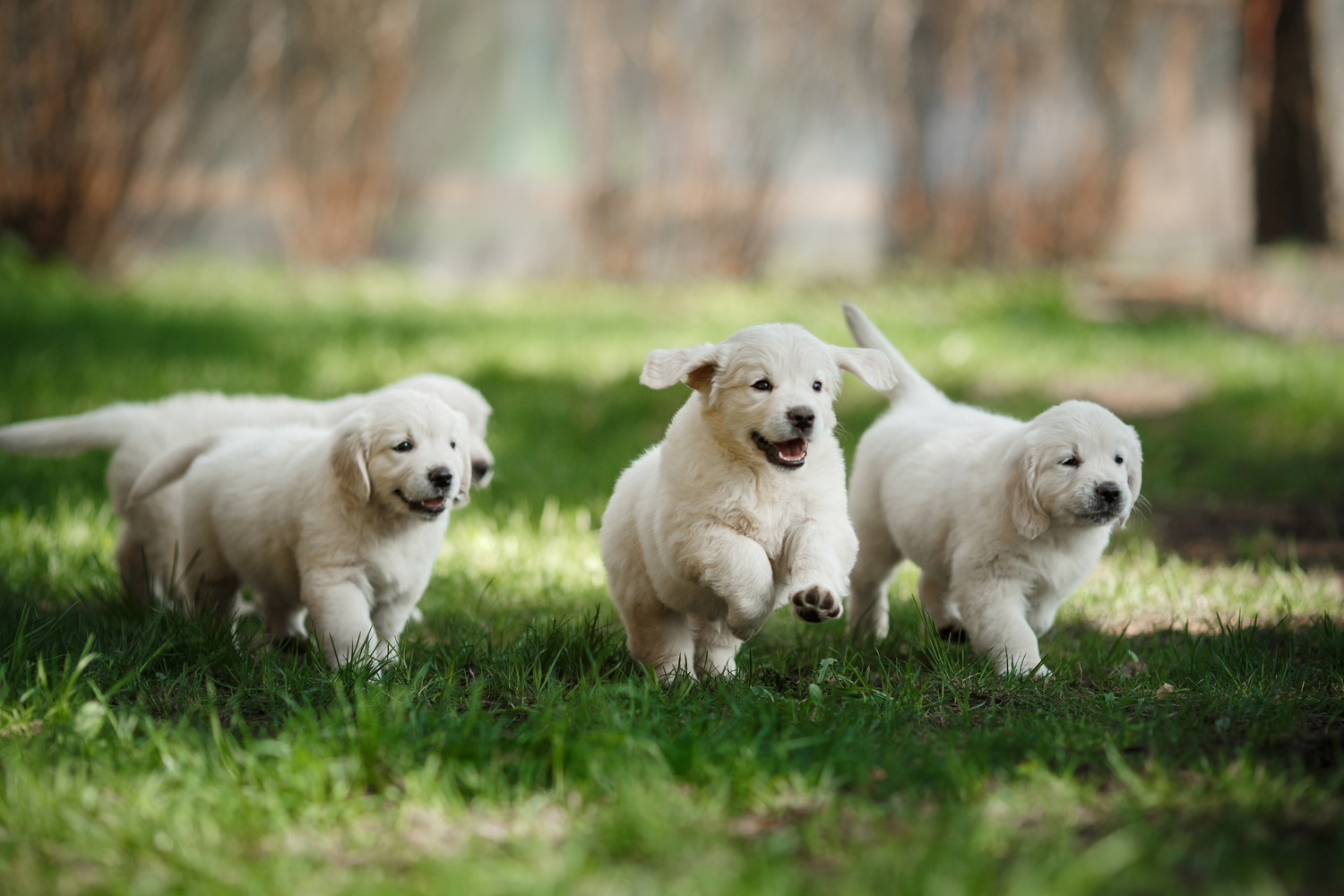 原っぱではしゃぐゴールデンレトリバーの子犬たち