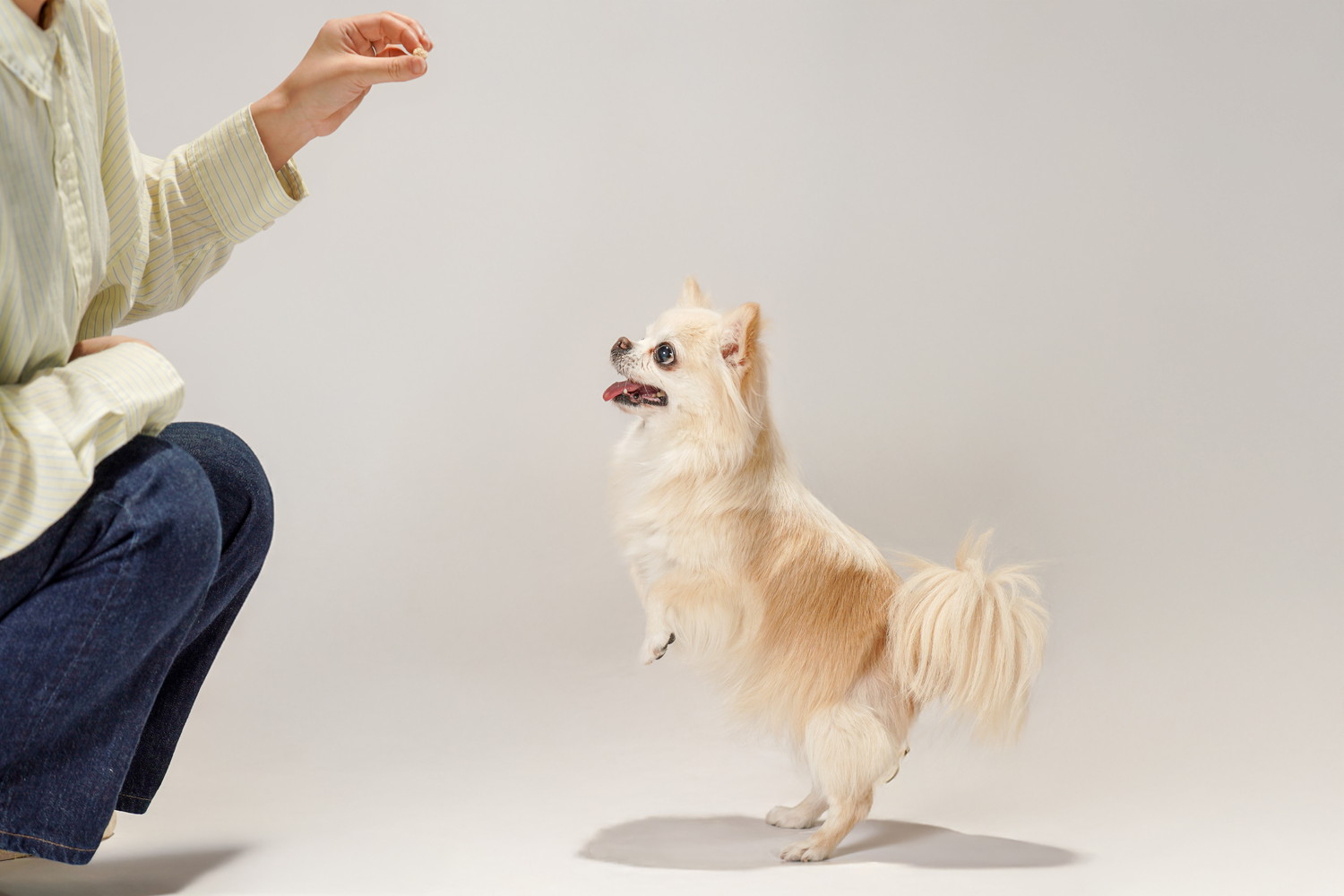 飼い主が手に持つおやつを見つめるチワワ