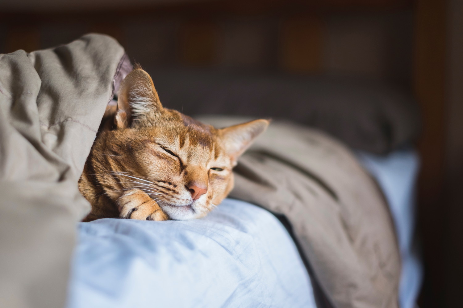 ベッドで眠っているアビシニアン