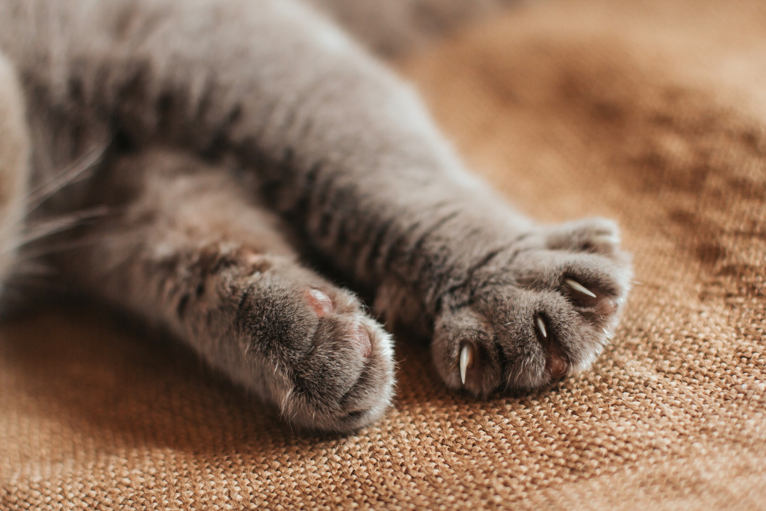 横になっている猫の前足のアップ