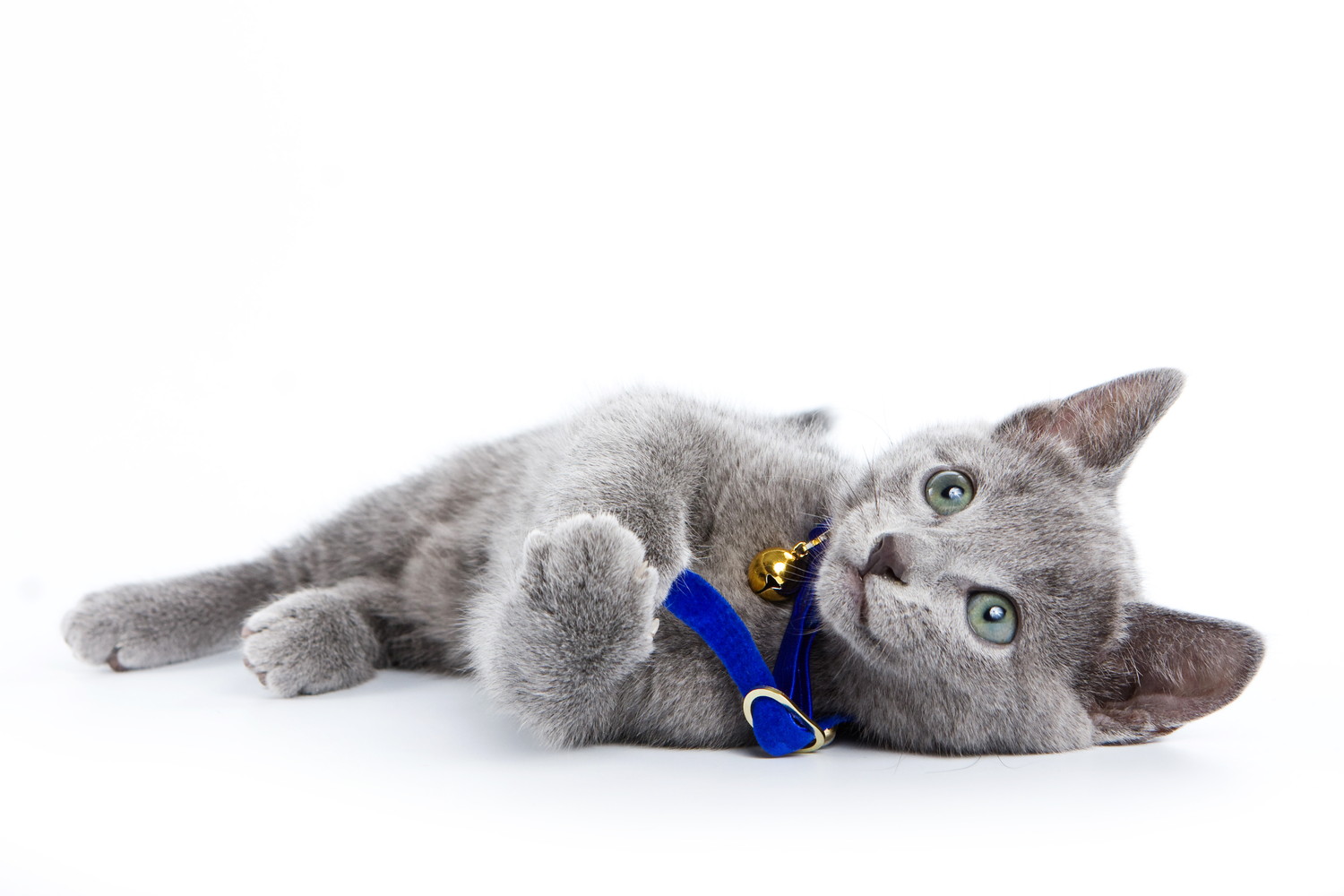 横向きに寝転んでいるロシアンブルーの子猫