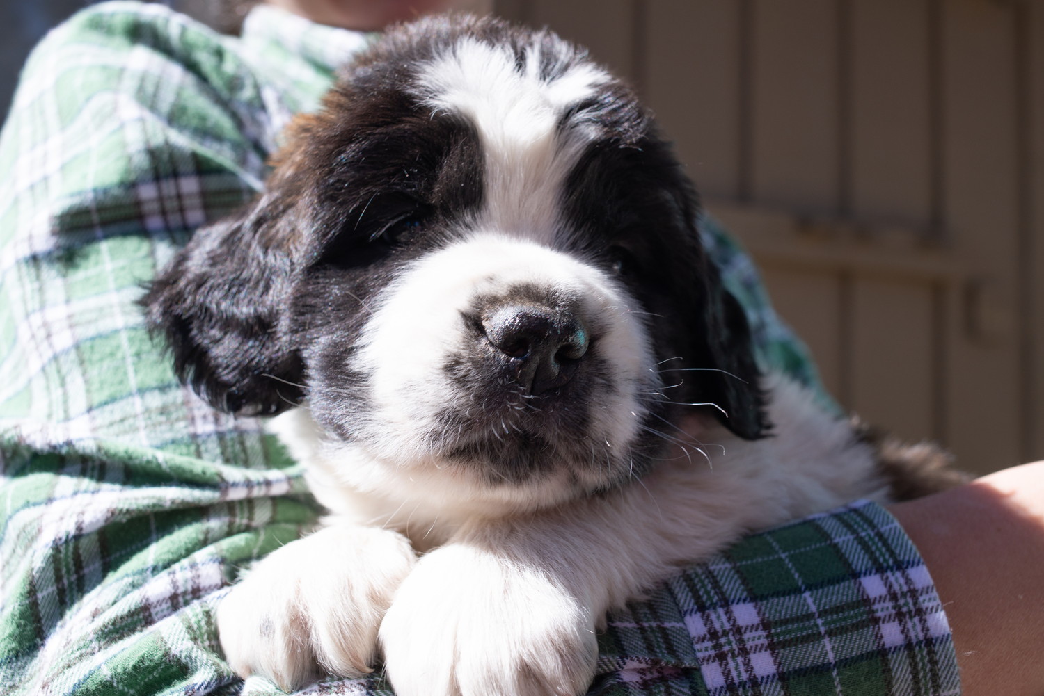飼い主に抱っこされているセントバーナードの子犬