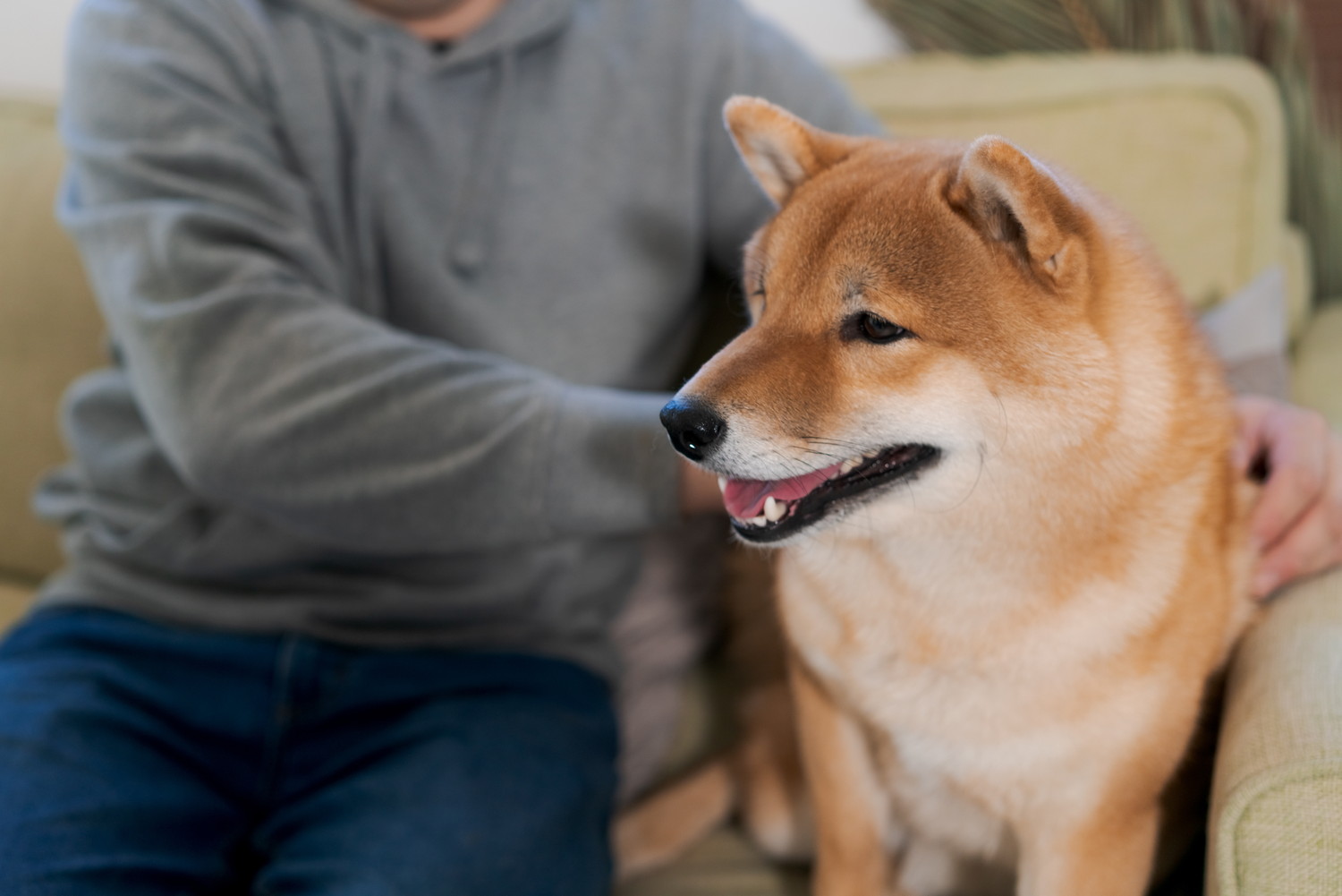 ソファの上で飼い主に体を触られている柴犬