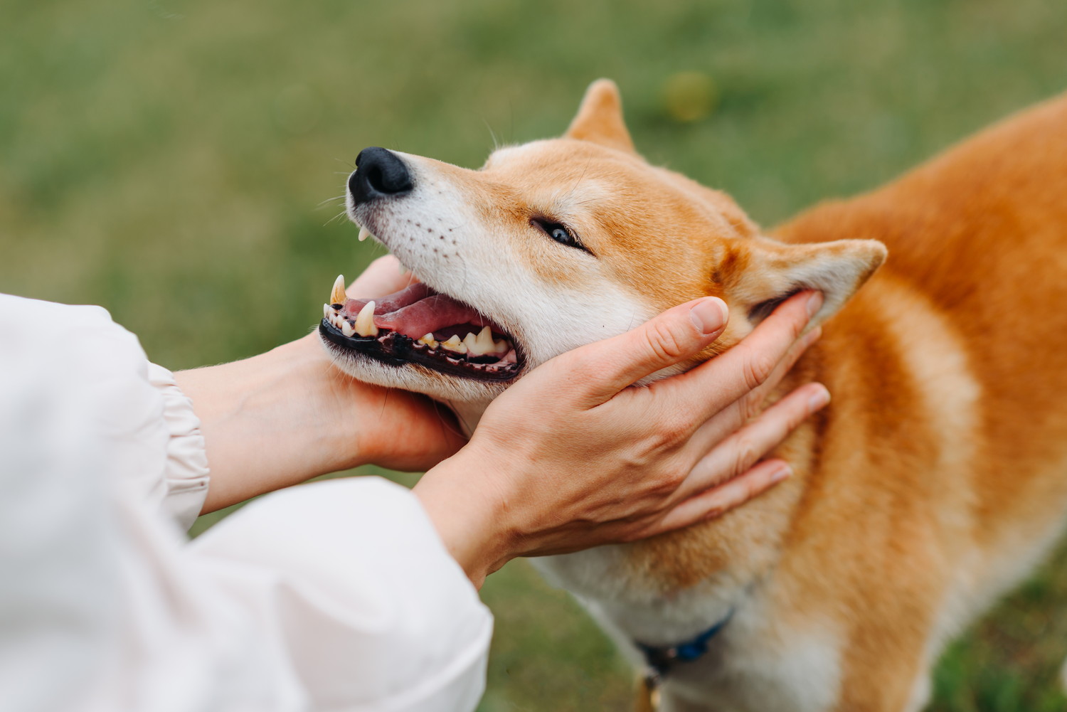 飼い主になでられて嬉しそうな表情の柴犬