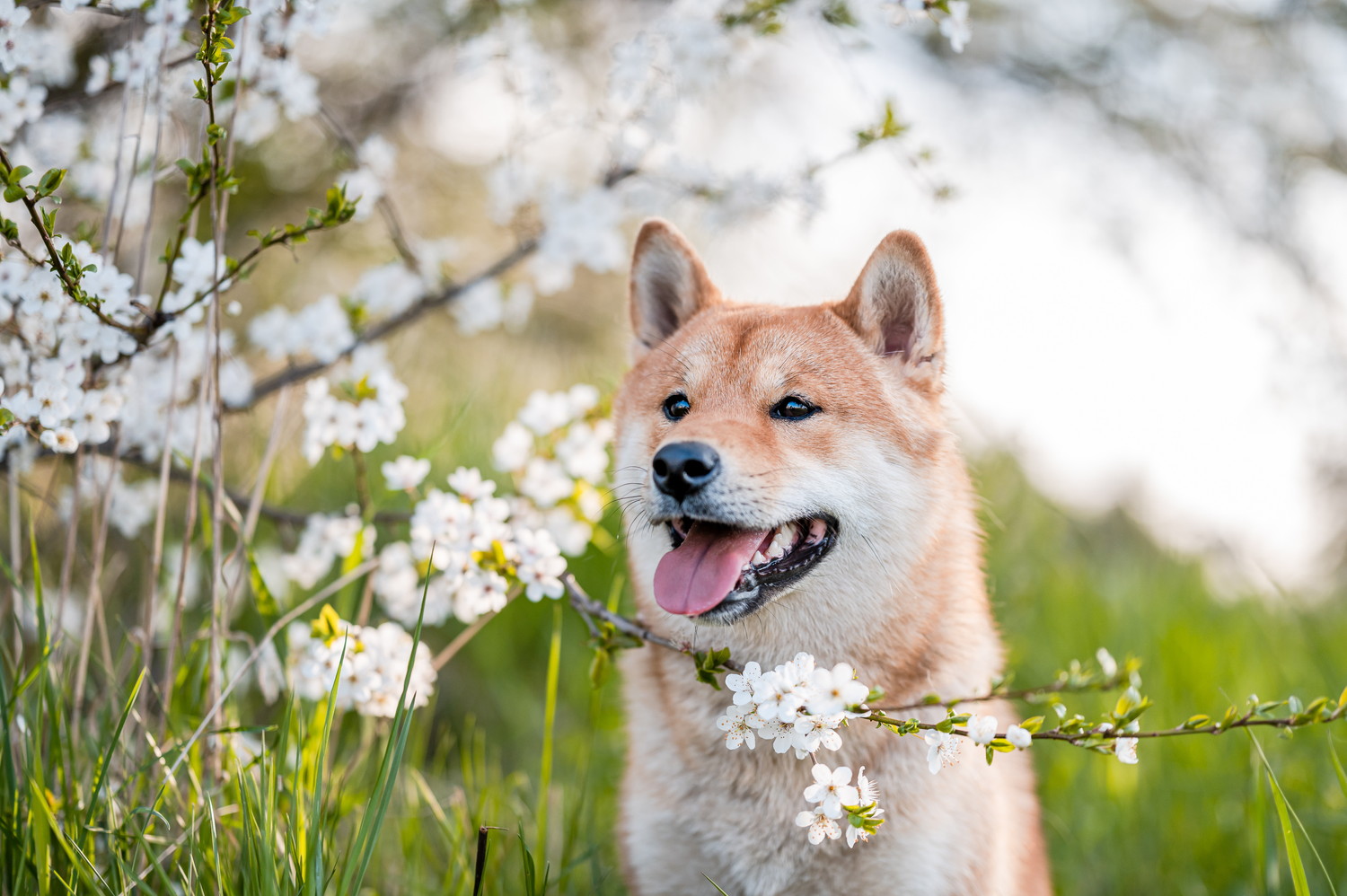 春の花と穏やかな表情を浮かべる柴犬のアップ