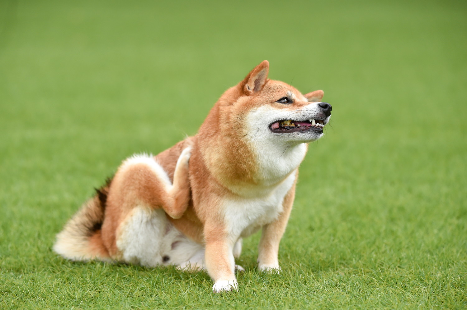 屋外で体を掻いている柴犬