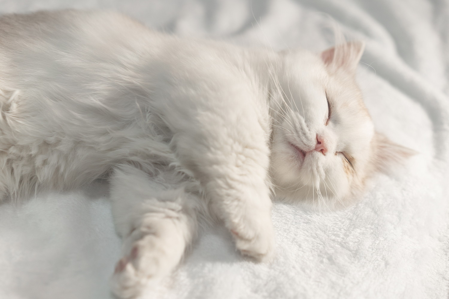 横になって眠るマンチカン