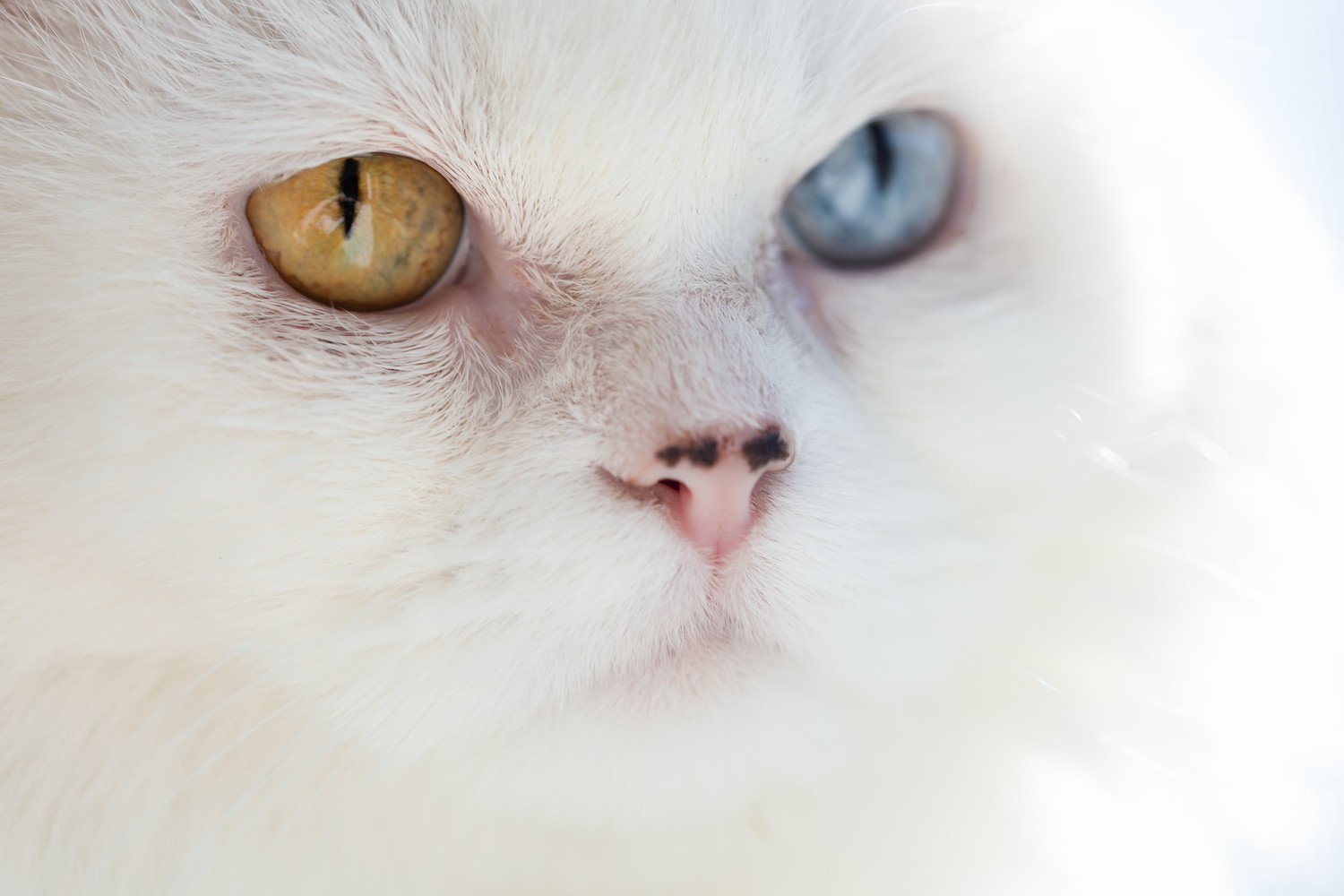 オッドアイの猫の目元のアップ