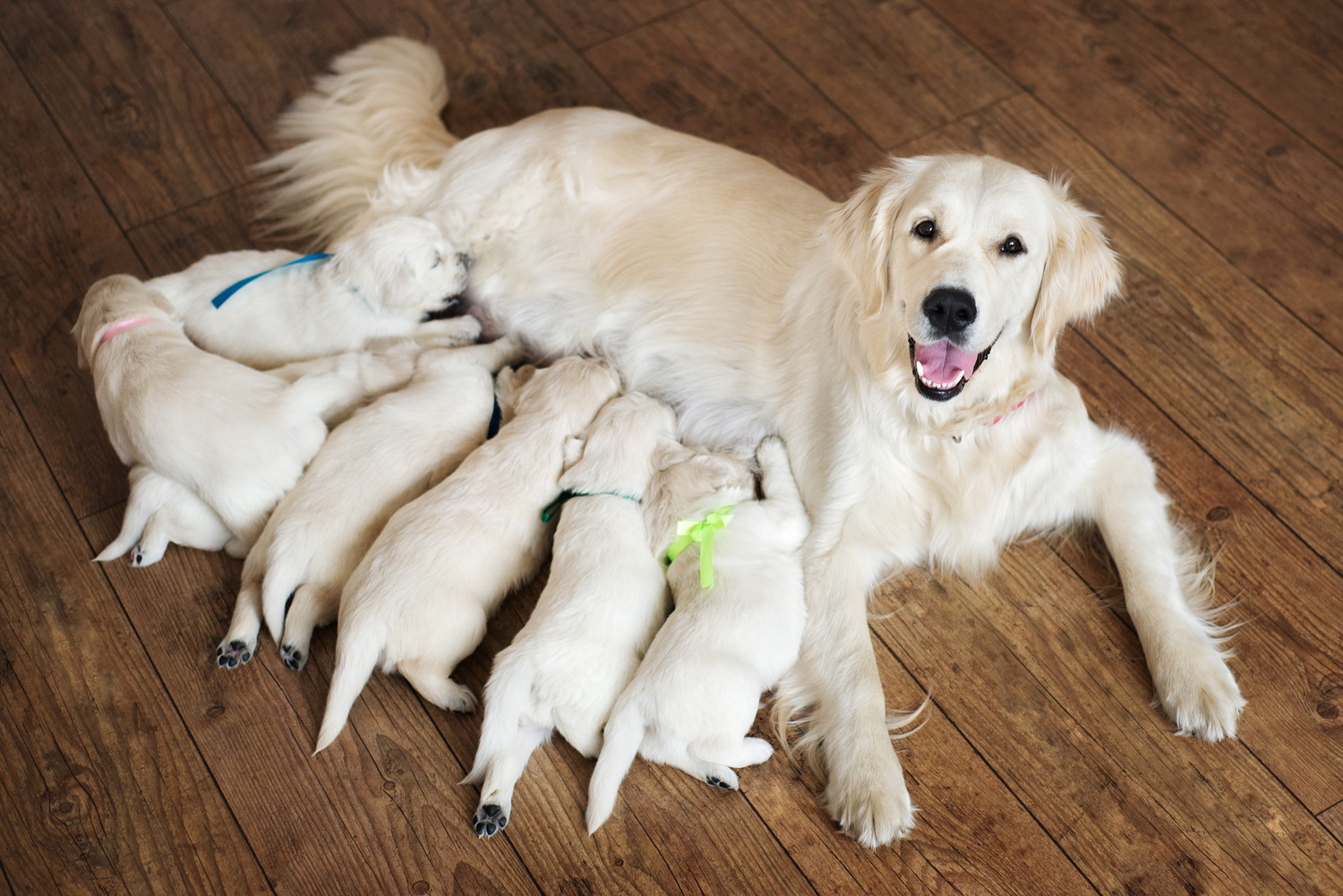 子犬たちに授乳しているゴールデンレトリバーの母犬
