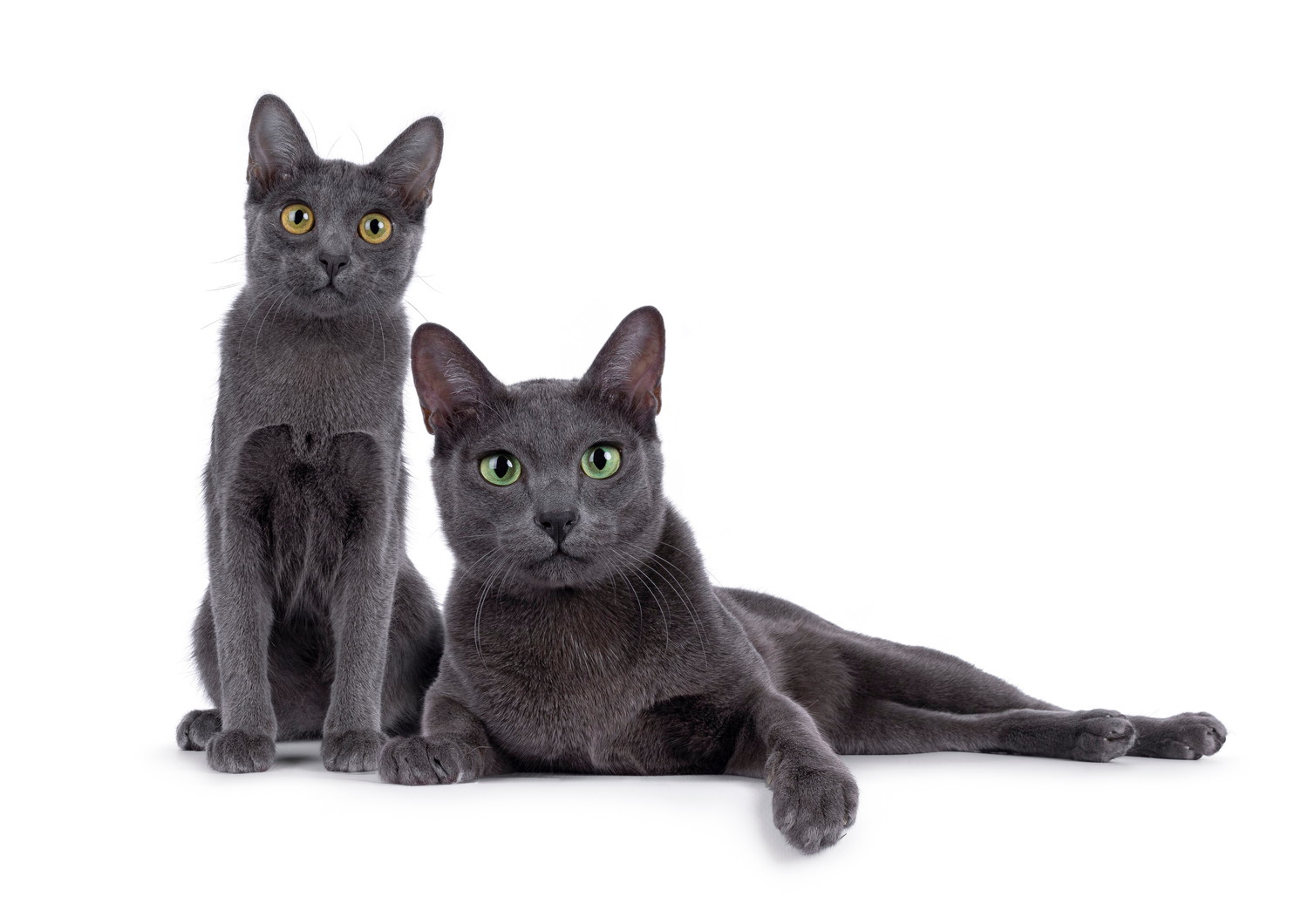 並んで正面を見つめる子猫と成猫のコラット