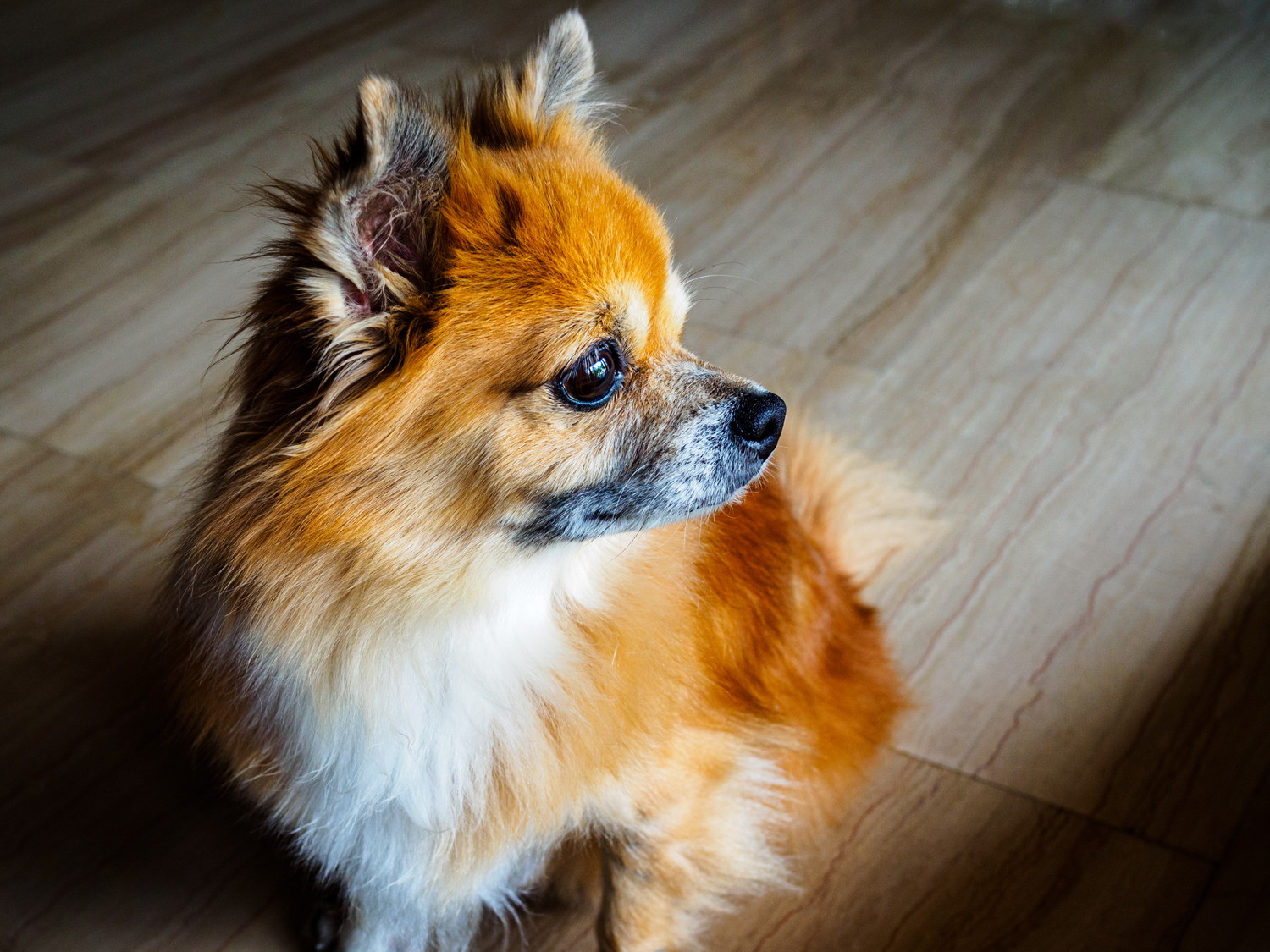 座って遠くを見つめるポメラニアンのミックス犬