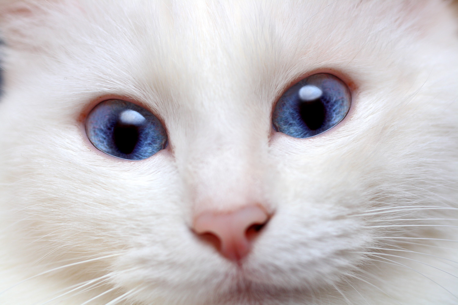 青い目の猫の顔のアップ