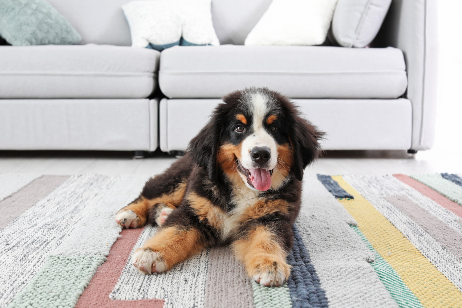 室内で伏せているバーニーズマウンテンドッグの子犬