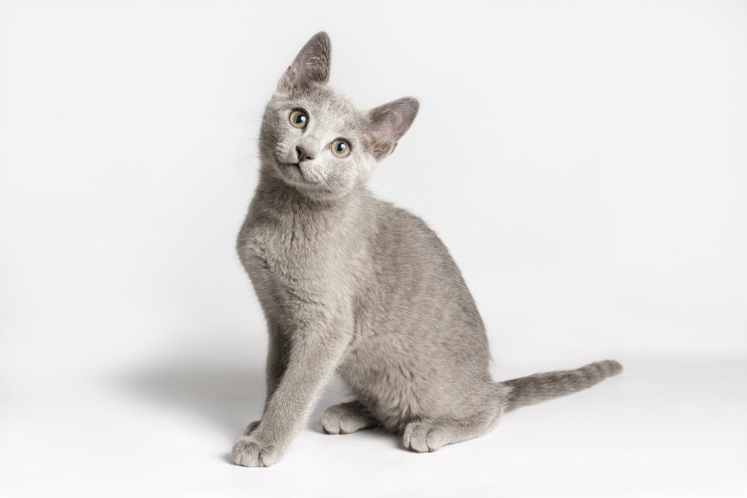 座って首を傾げるロシアンブルーの子猫