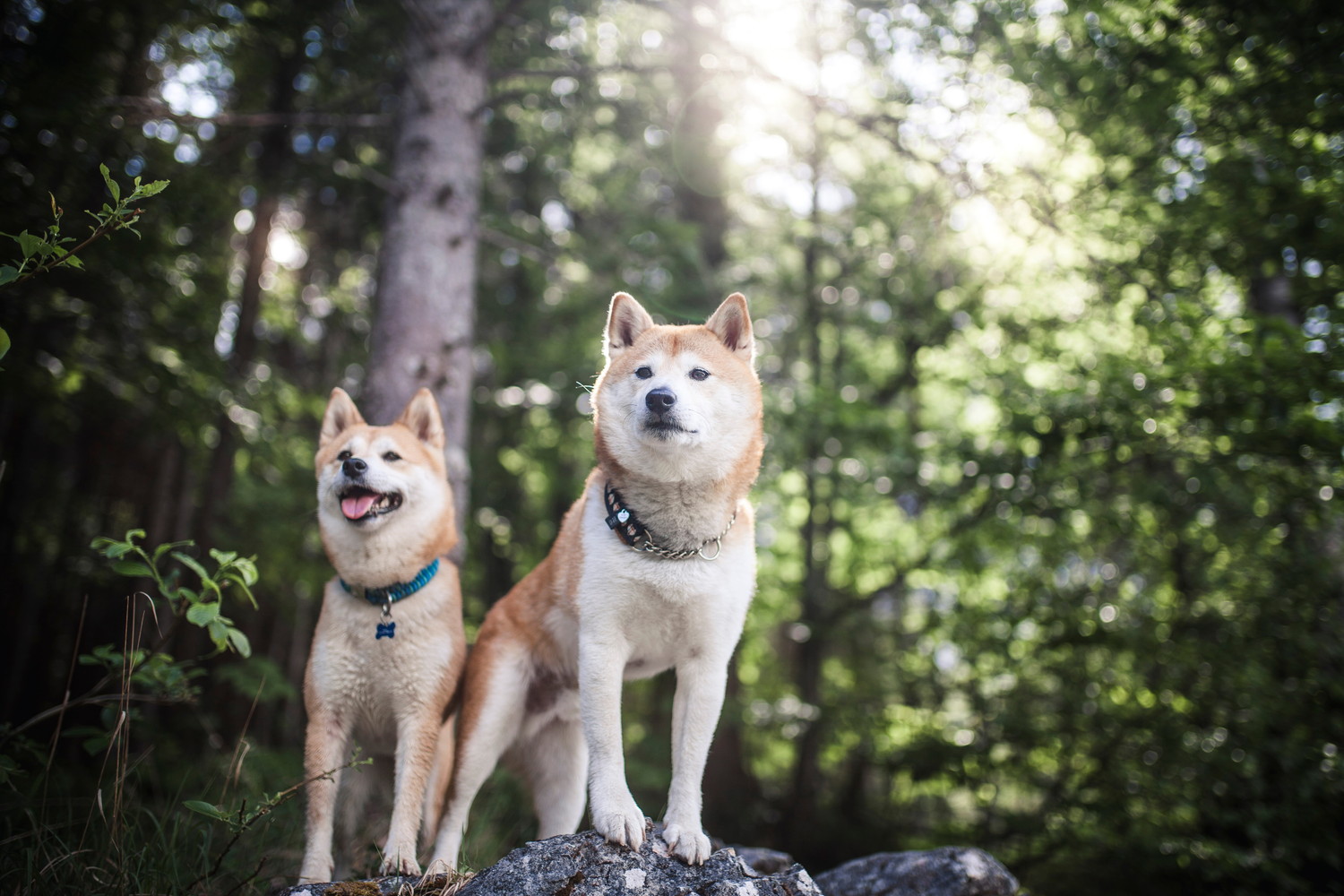 山中に立つ体格の異なる2頭の柴犬