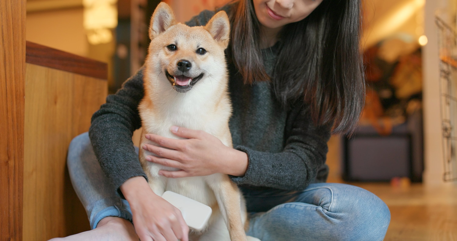 飼い主にブラッシングされている柴犬