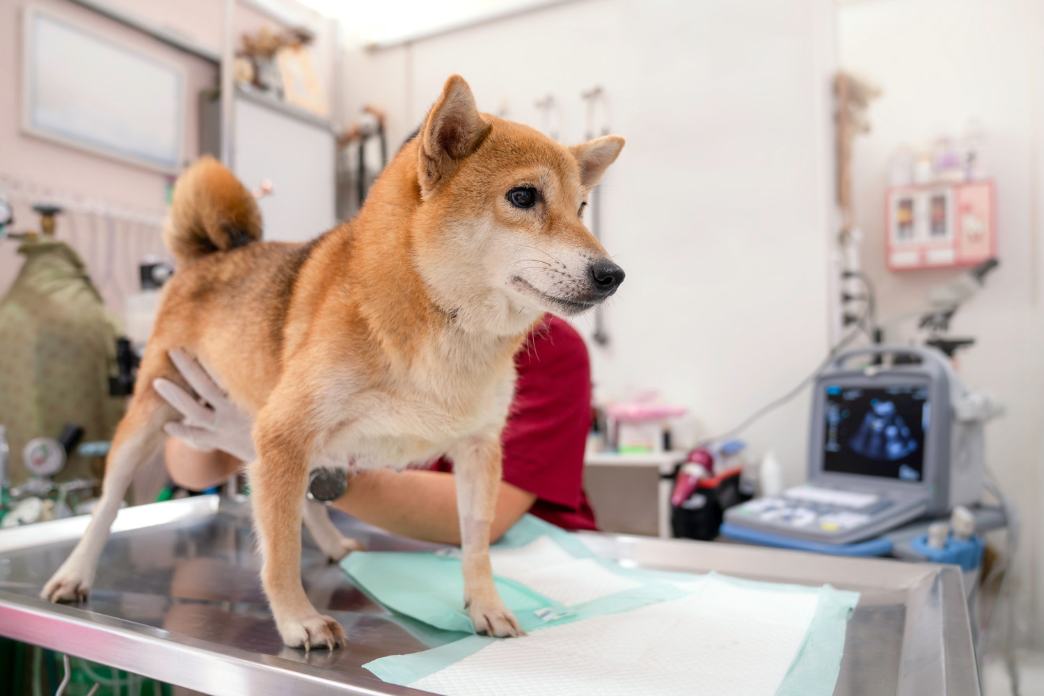 処置台の上で獣医師に診察されている柴犬
