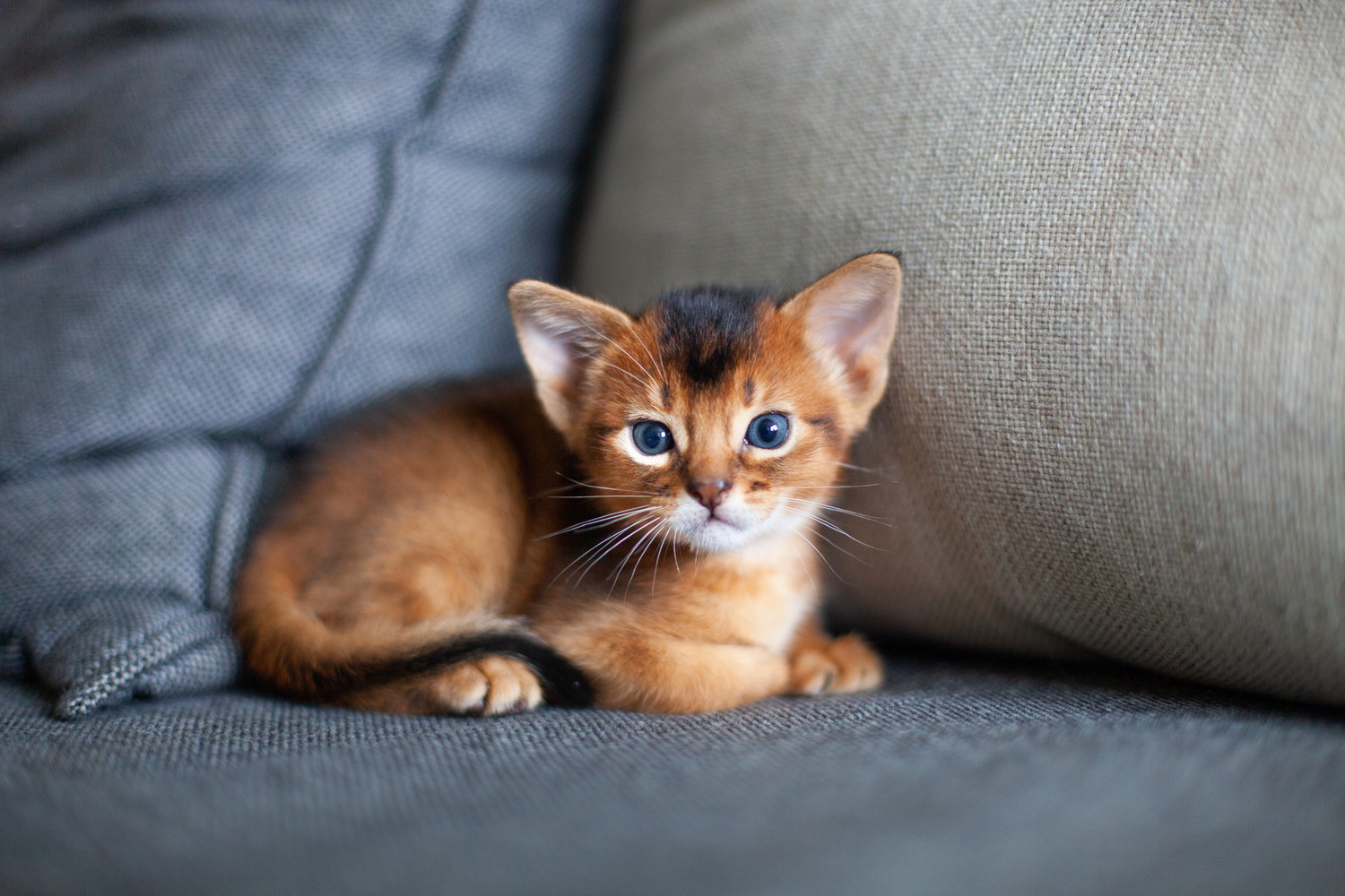ソファの上で伏せている青い目のアビシニアンの子猫
