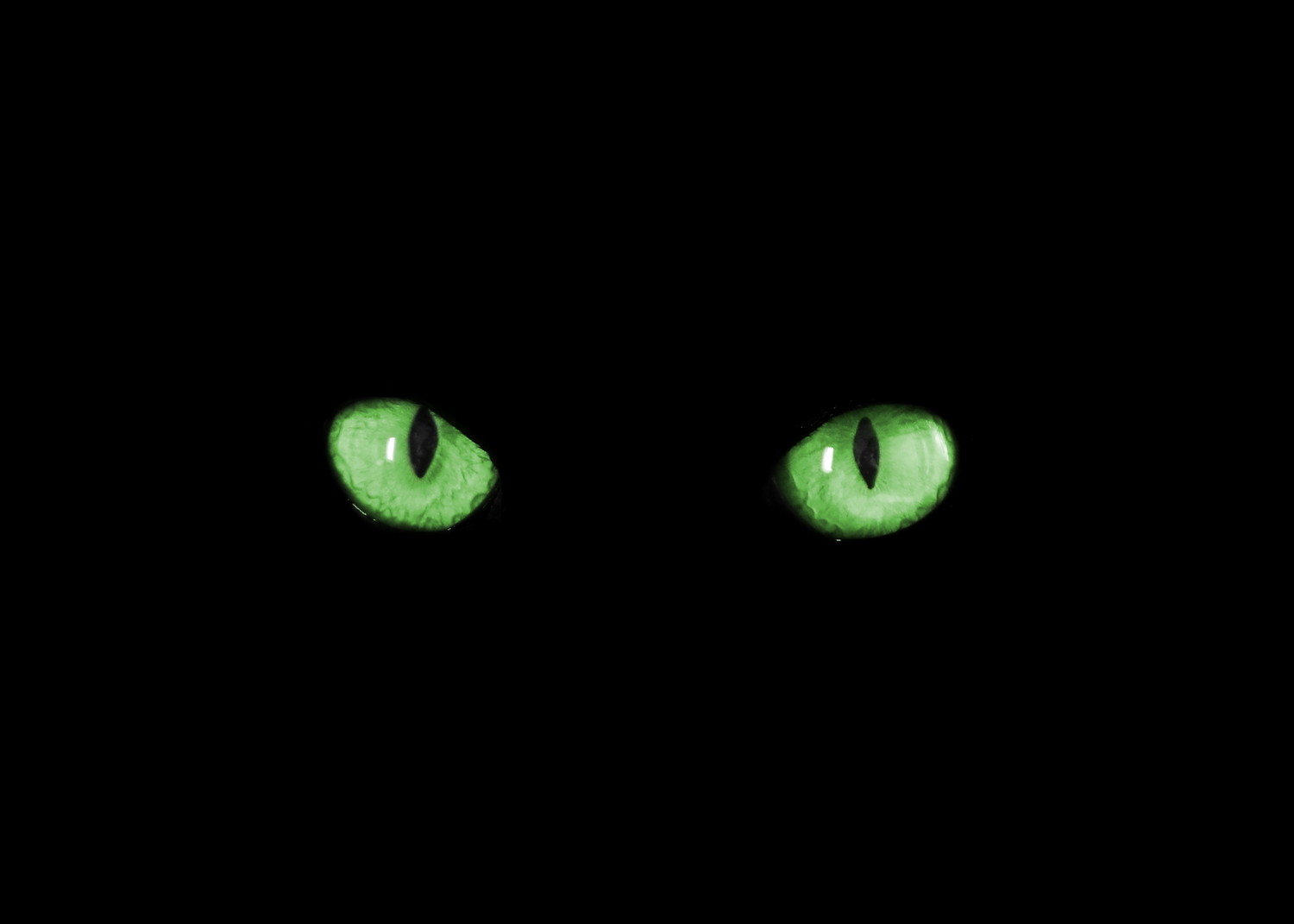 緑色の目をした黒猫の目元のアップ