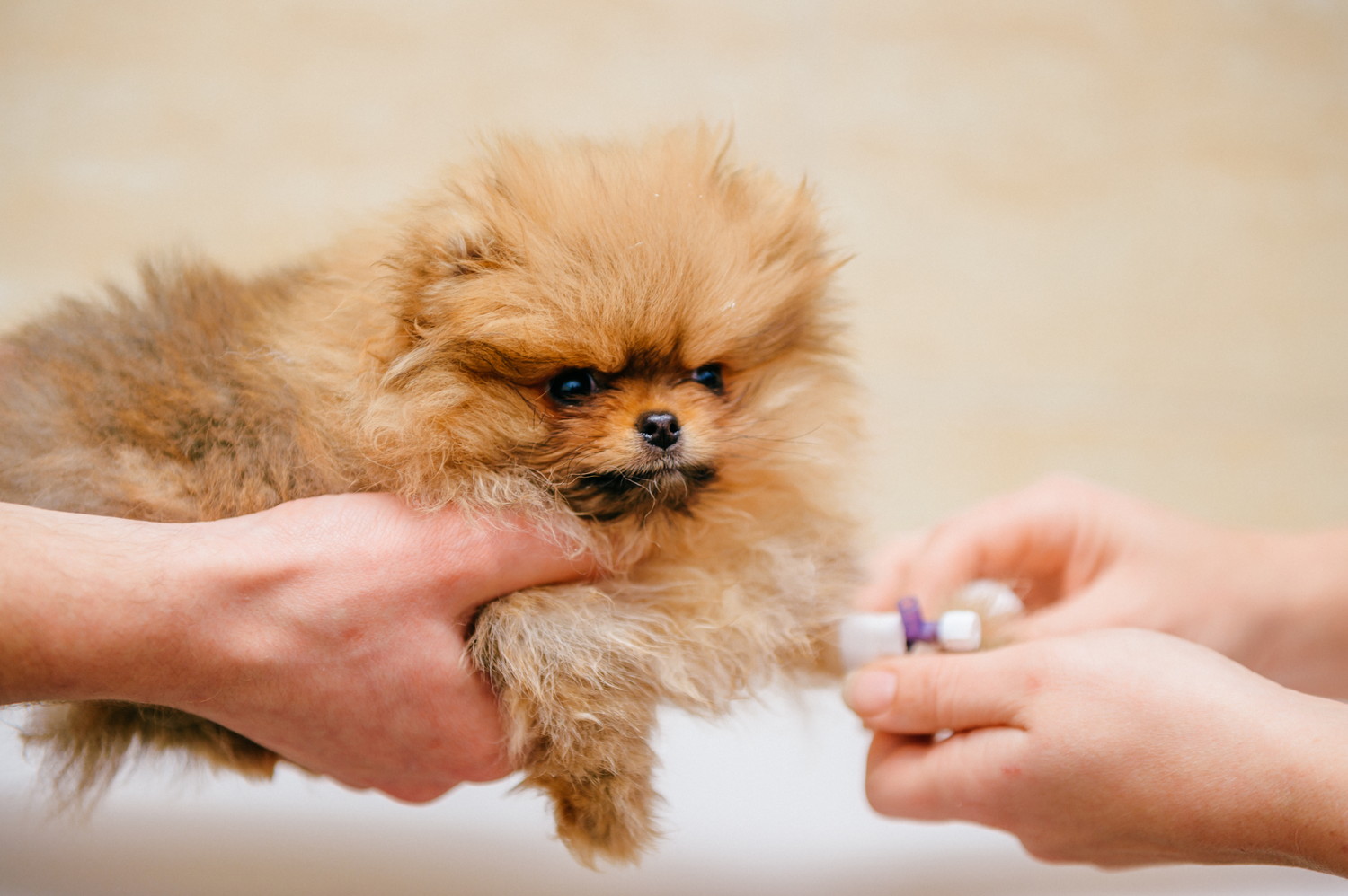 動物病院で処置を受けるポメラニアンの子犬