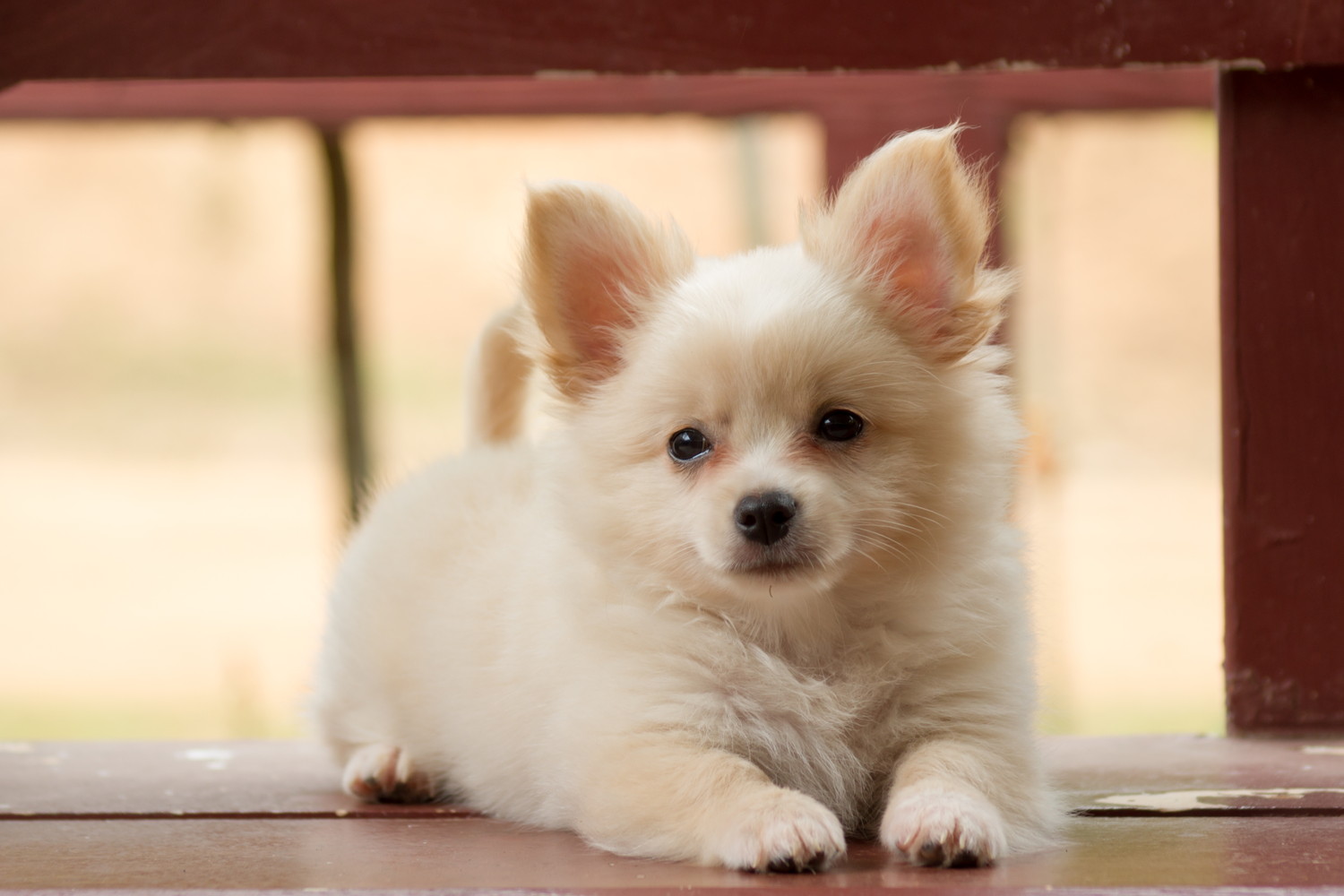 床に伏せているポメラニアンミックスの子犬