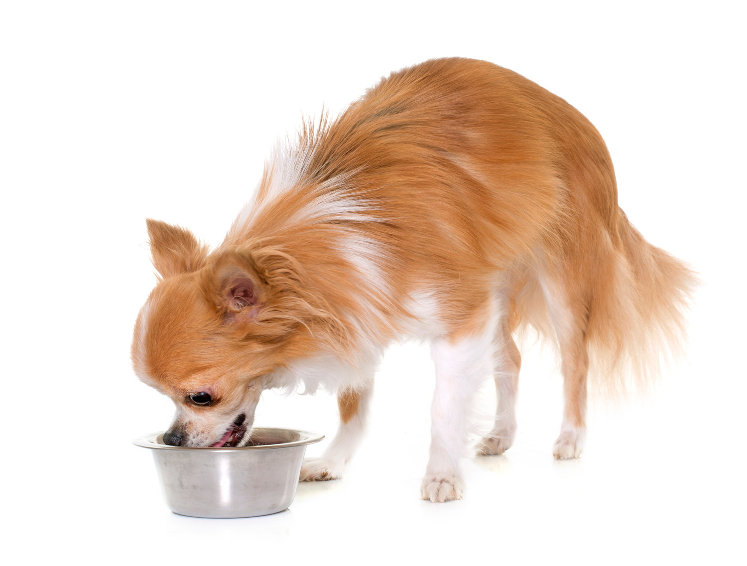 食器からフードを食べているチワワ