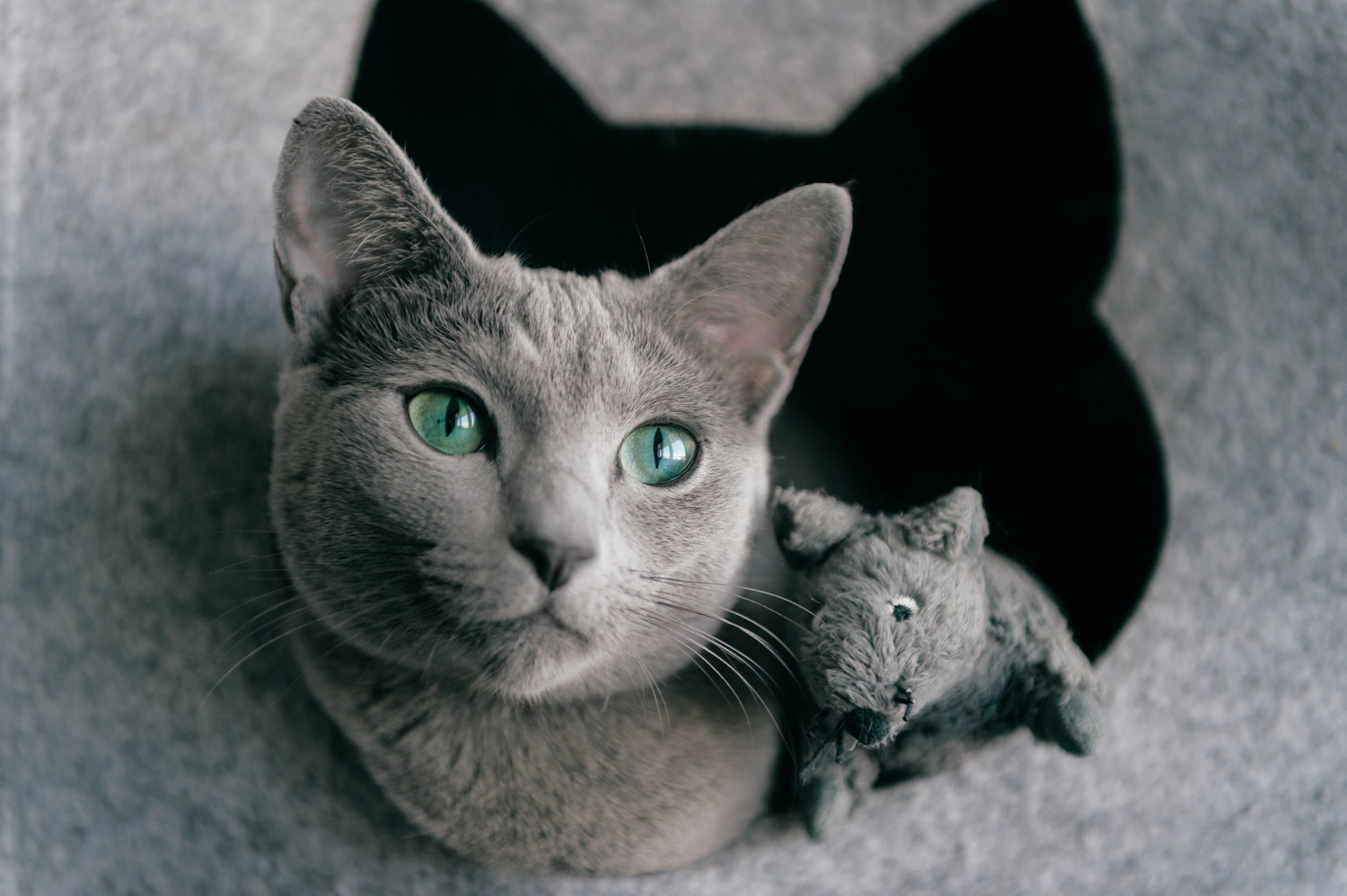 キャットハウスから顔を出すロシアンブルー