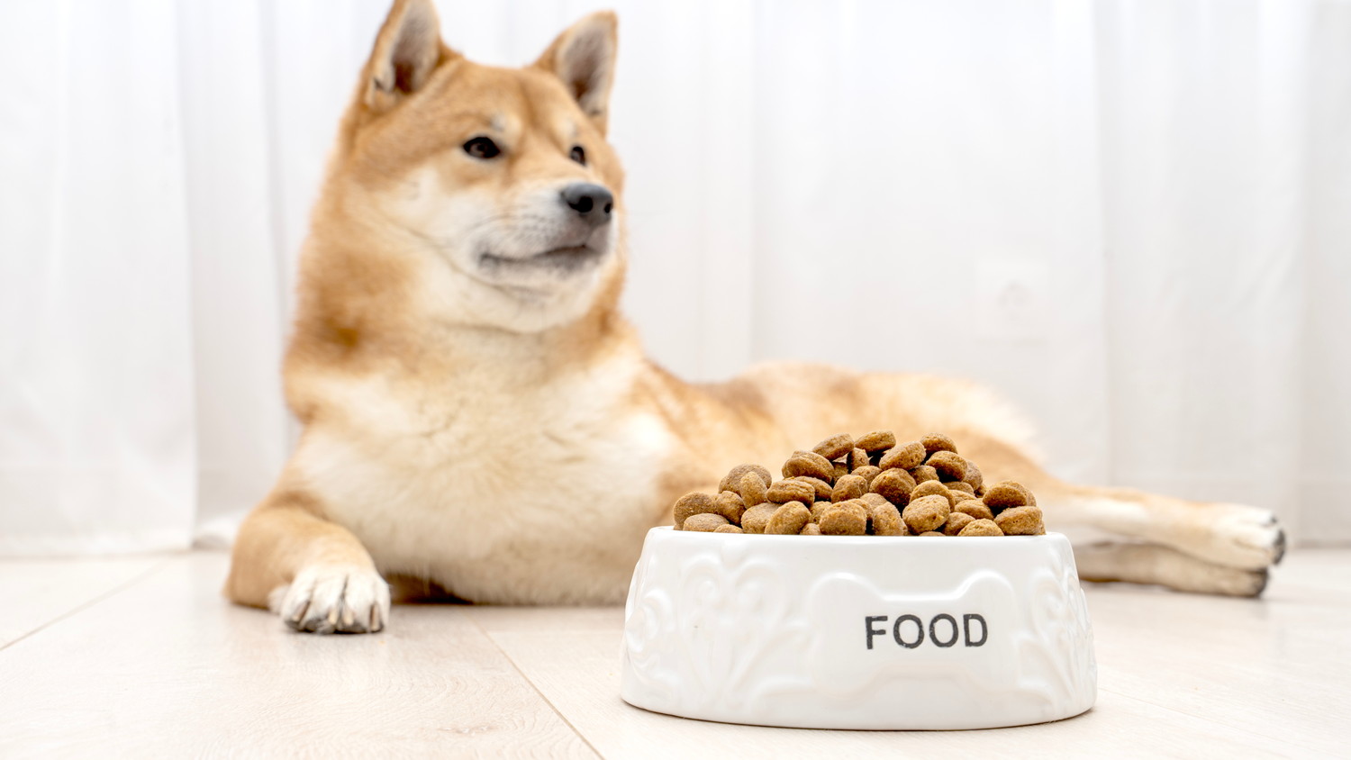 フードが入った食器のそばで伏せている柴犬