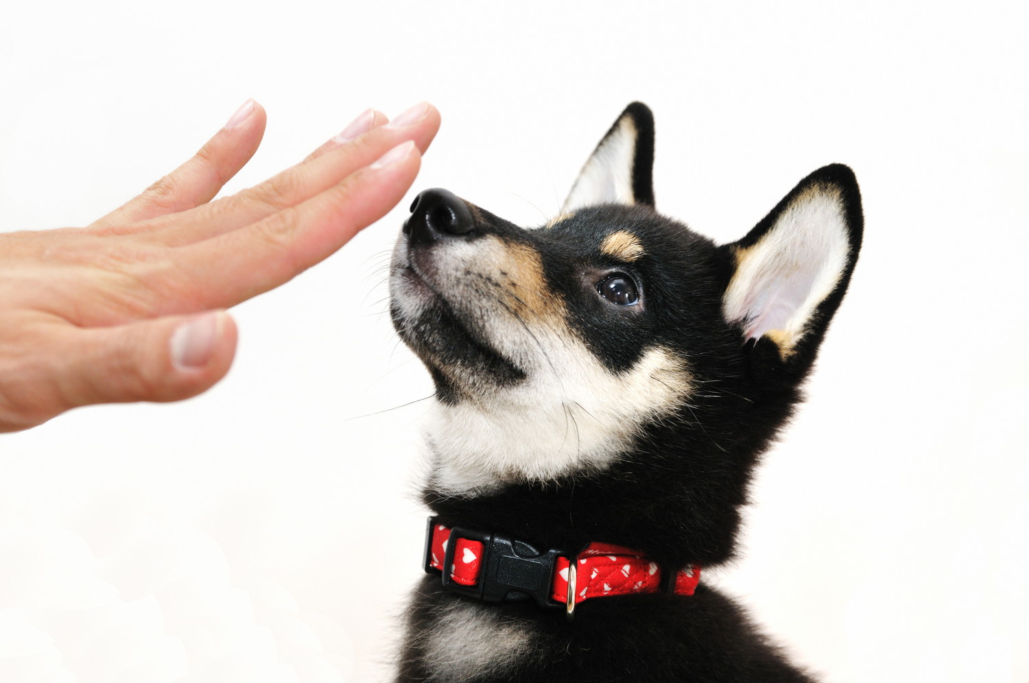 「まて」の合図に従う柴犬の子犬