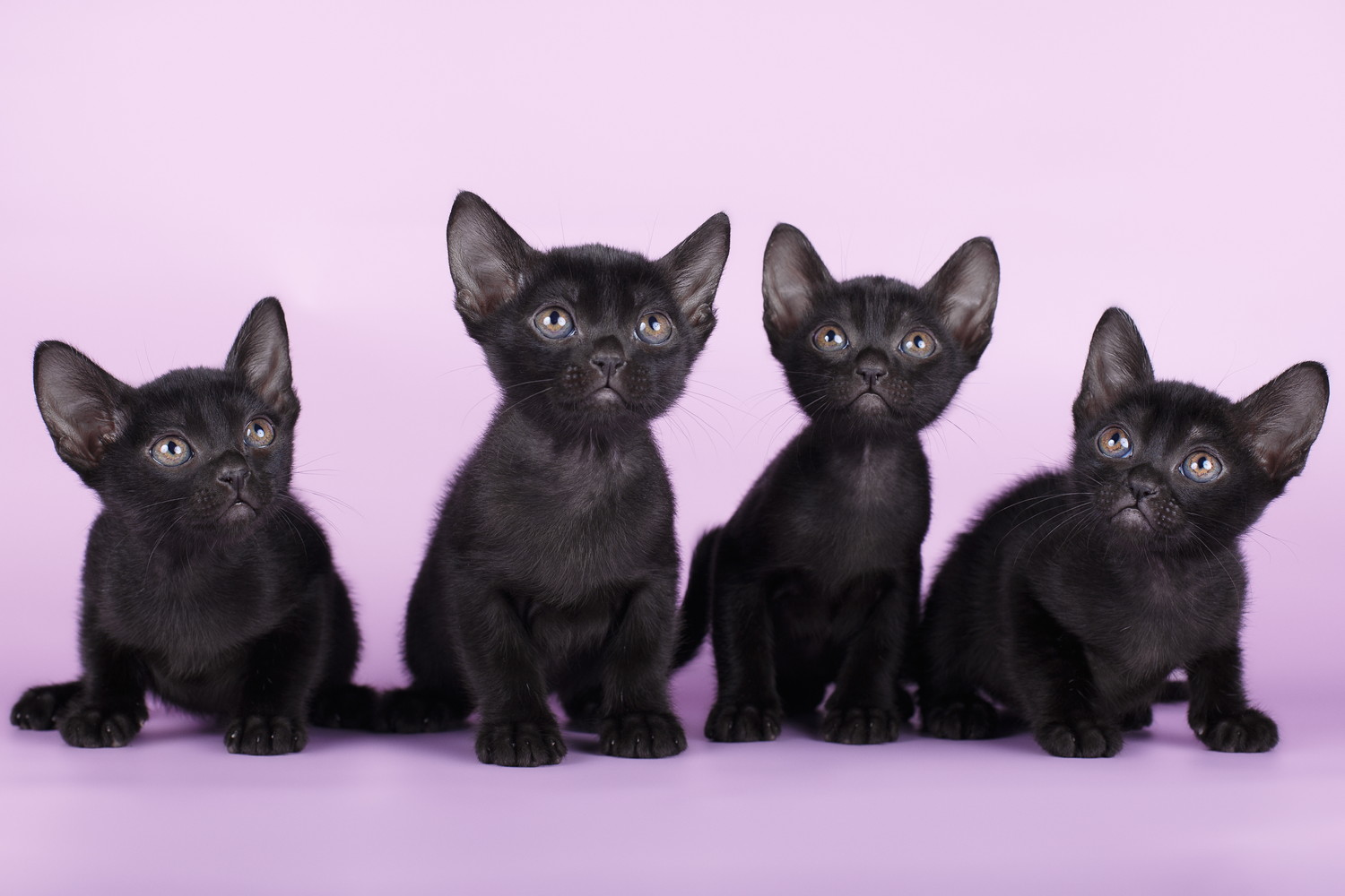 一列に並んで座る4匹のボンベイの子猫たち