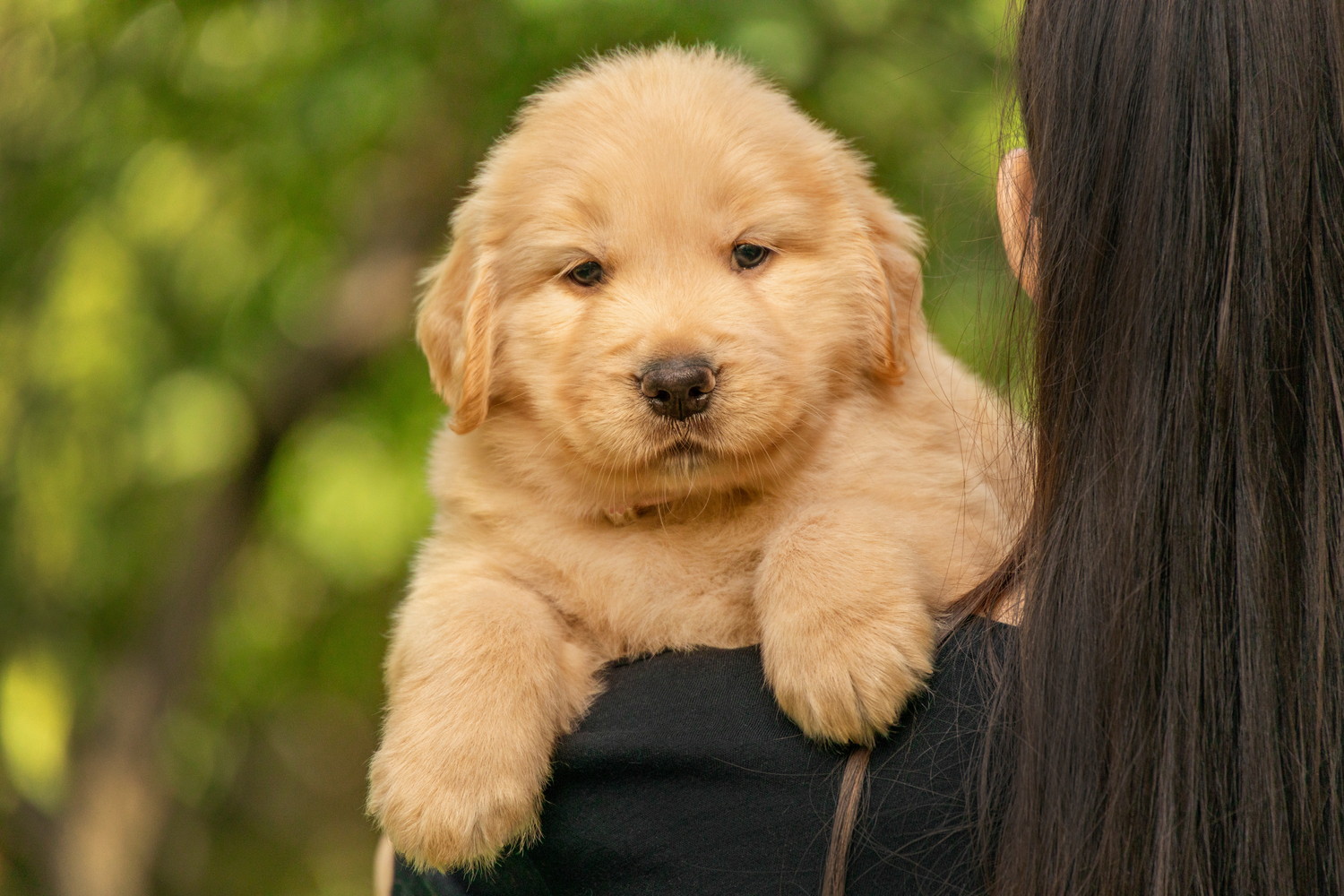 飼い主に抱き上げられているゴールデンレトリバーの子犬