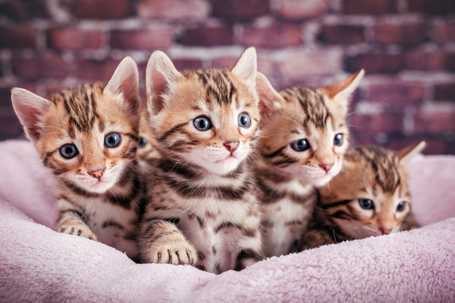 ベッドの中から何かを見つめる4匹のベンガルの子猫