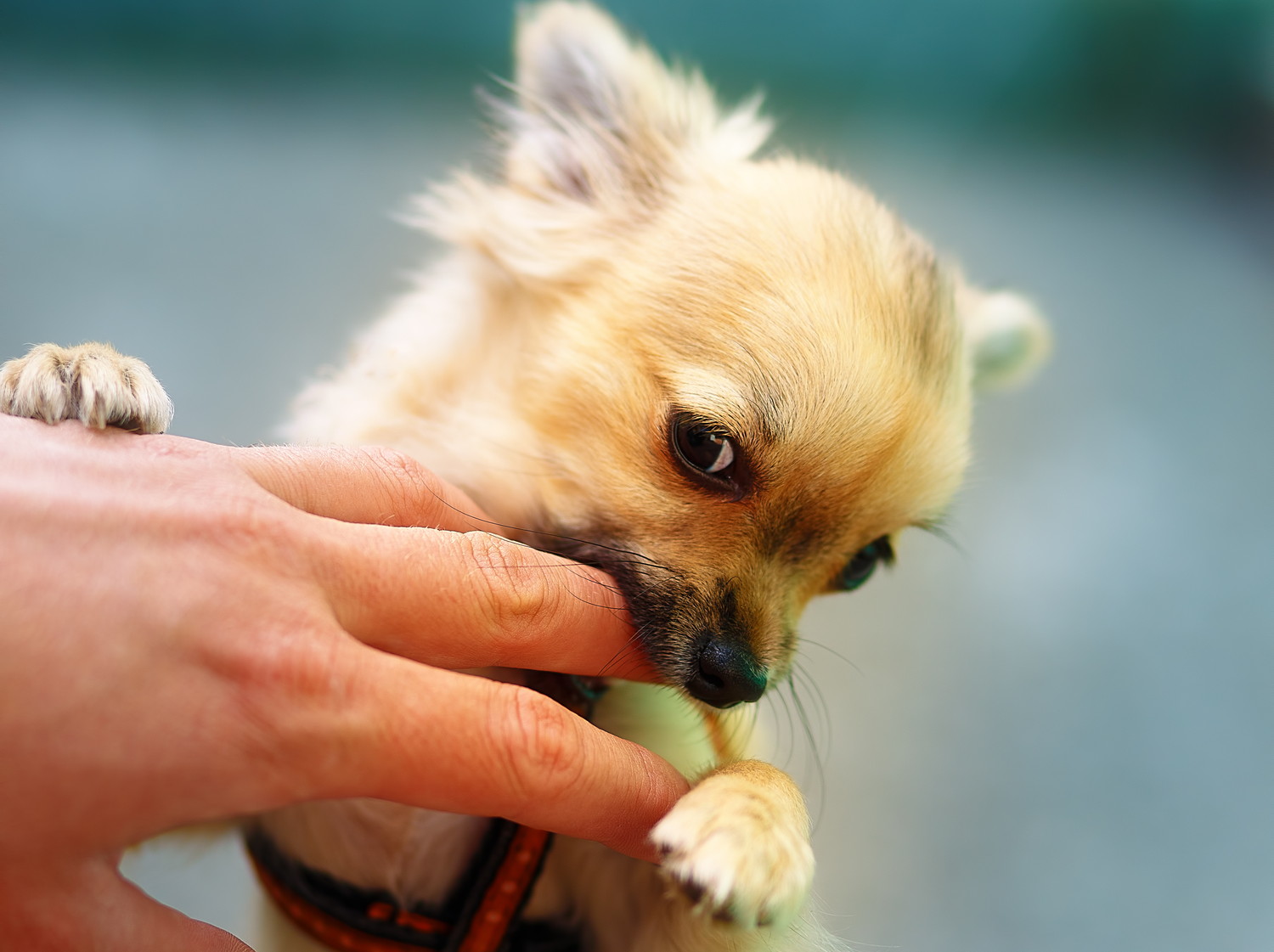 飼い主の手を甘噛みしているチワワの子犬