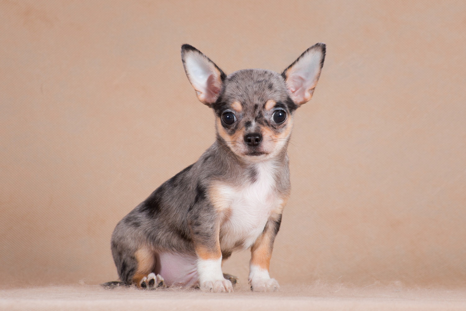 正面を向いて座っているマールのチワワの子犬