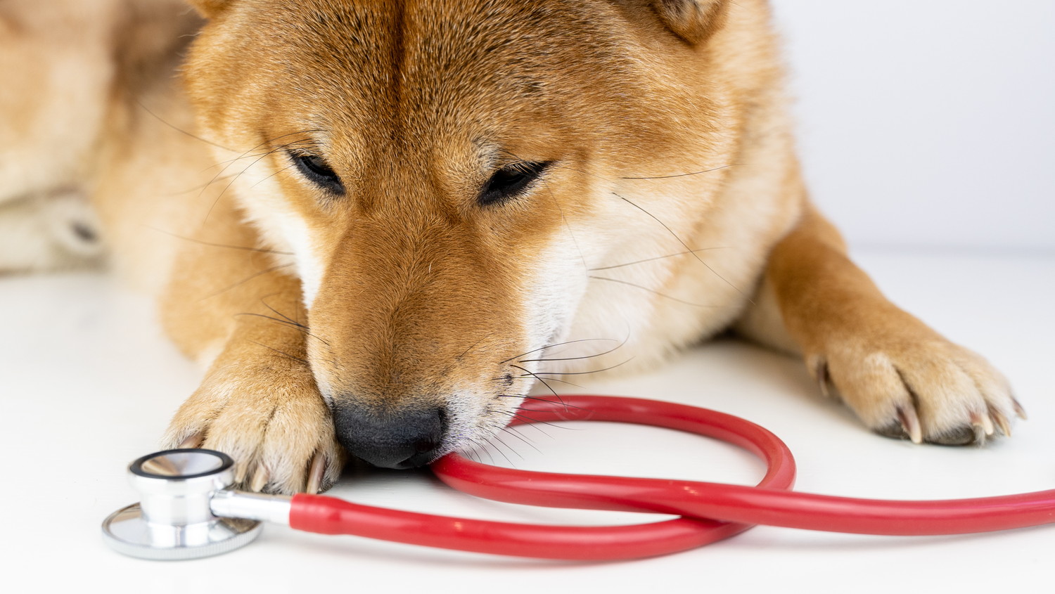 聴診器のそばで伏せている柴犬のアップ