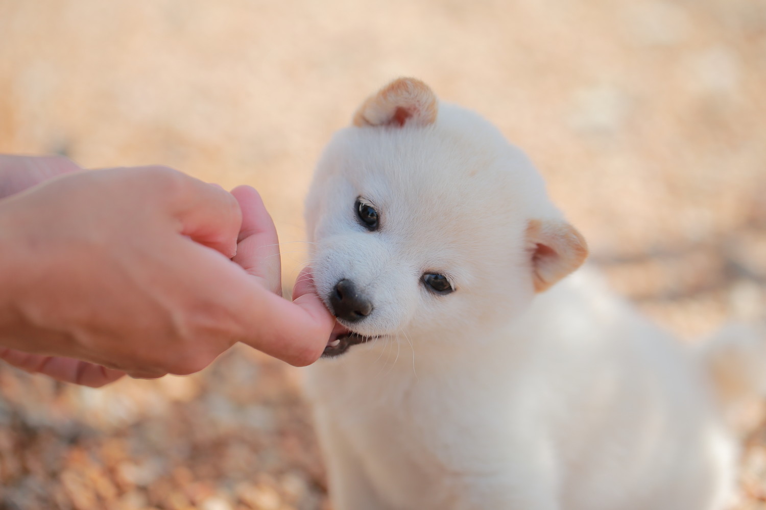 人の手を甘噛みしている柴犬の子犬
