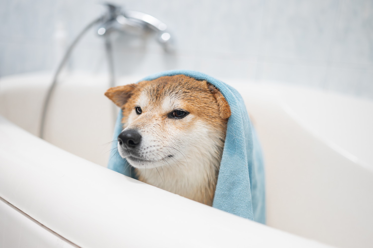 浴槽内でタオルを被っている柴犬