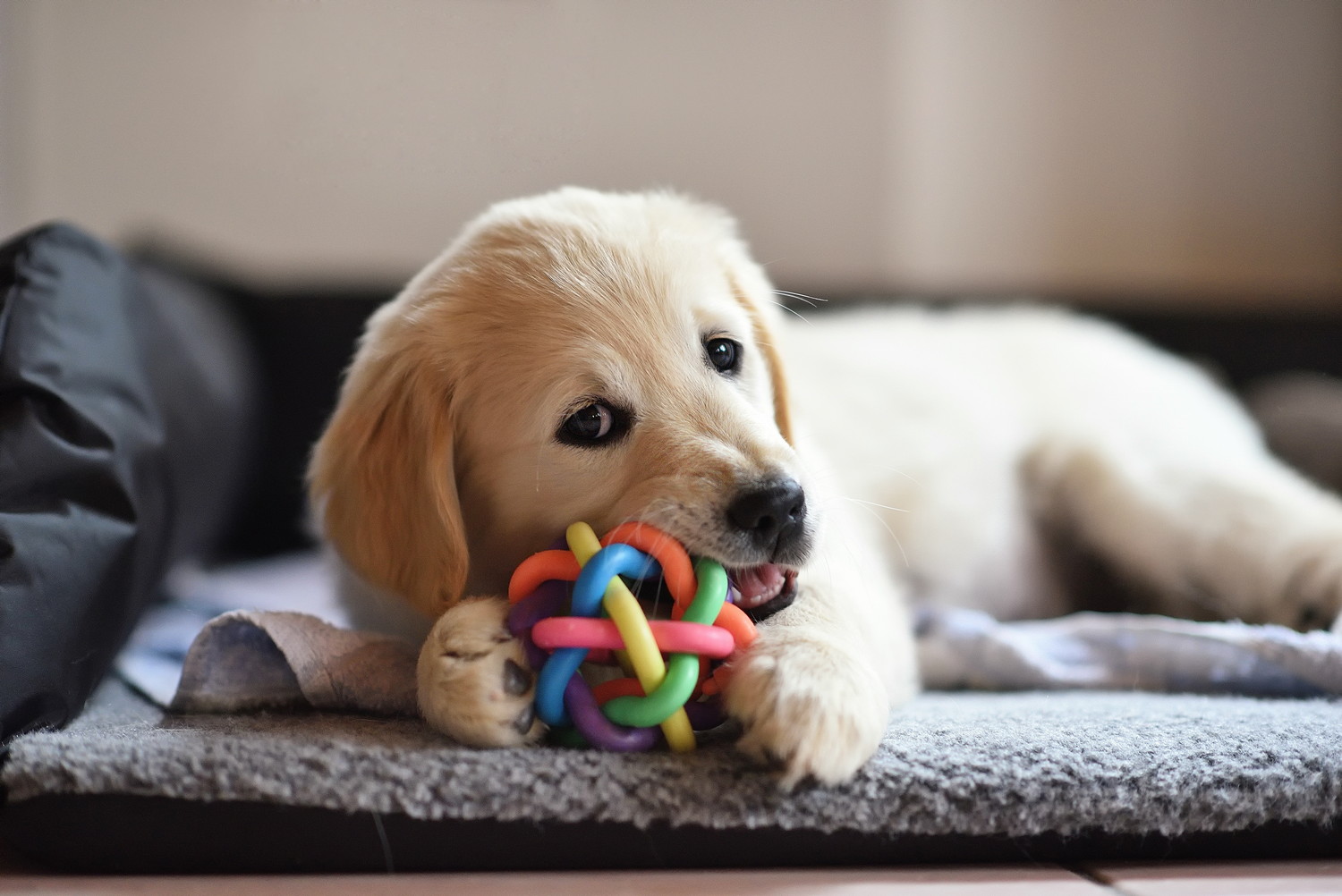 犬用ベッドでくつろぎながらおもちゃで遊ぶゴールデンレトリバーの子犬