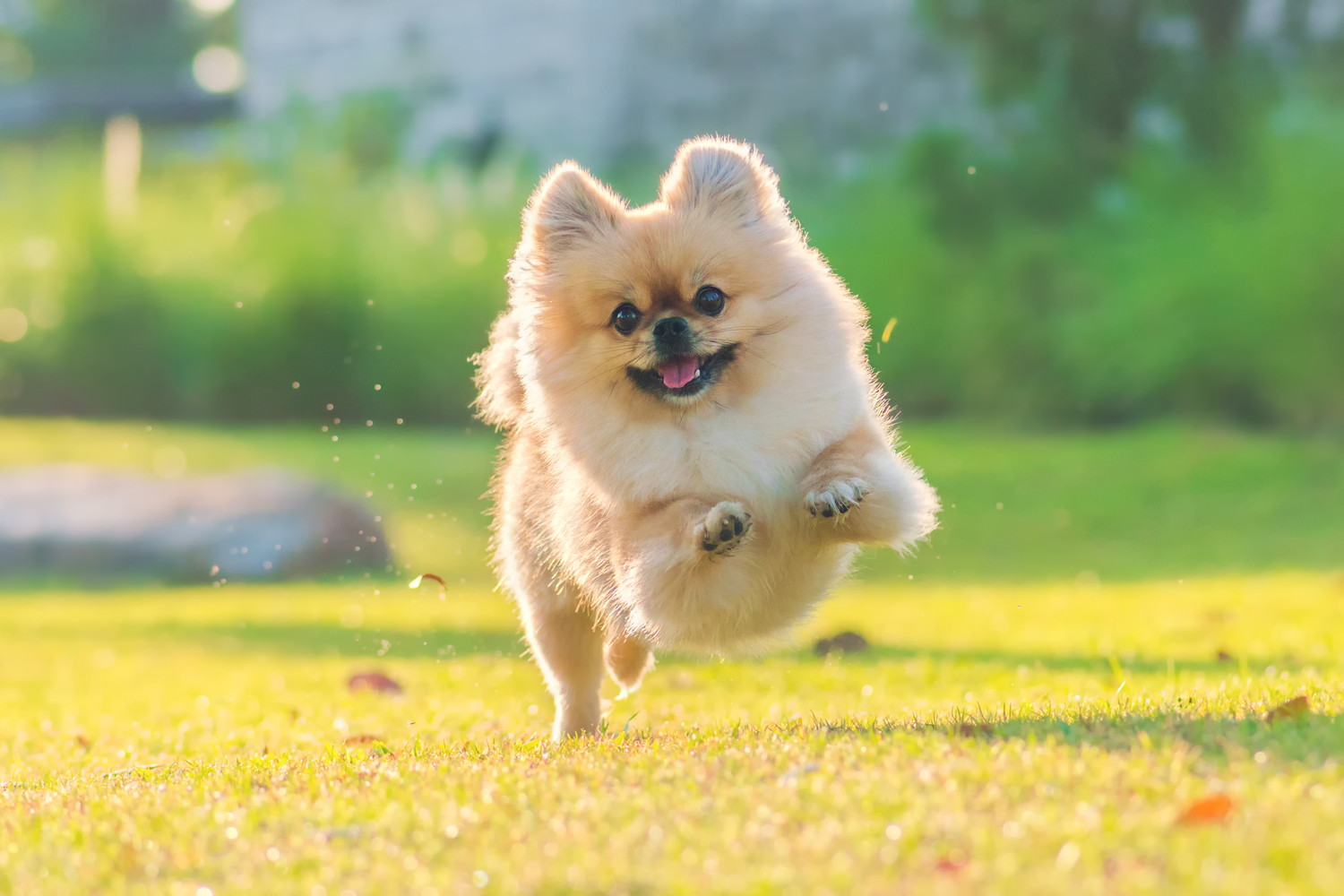 原っぱを駆けるポメラニアンのミックス犬