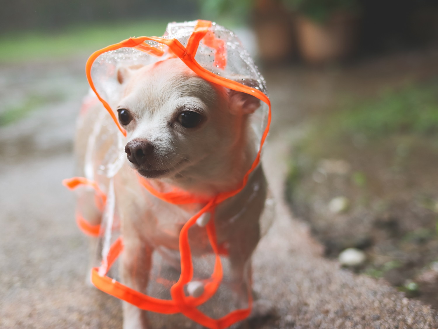 犬用レインコートを着ているチワワ