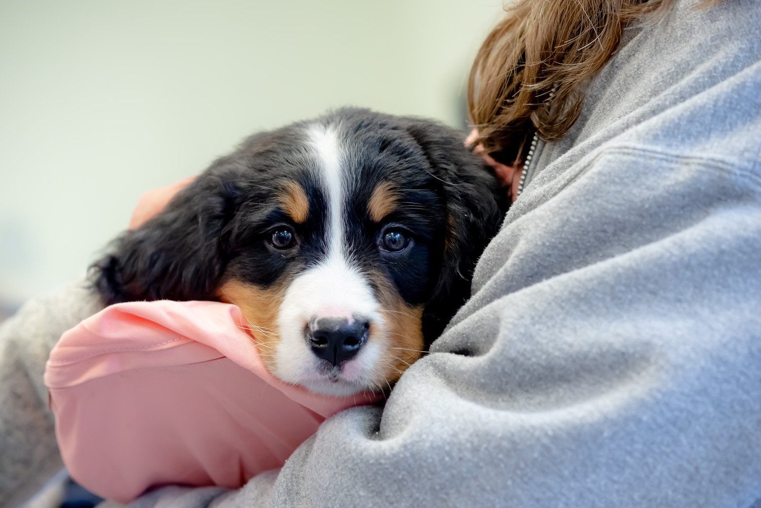 飼い主に抱っこされているバーニーズマウンテンドッグの子犬
