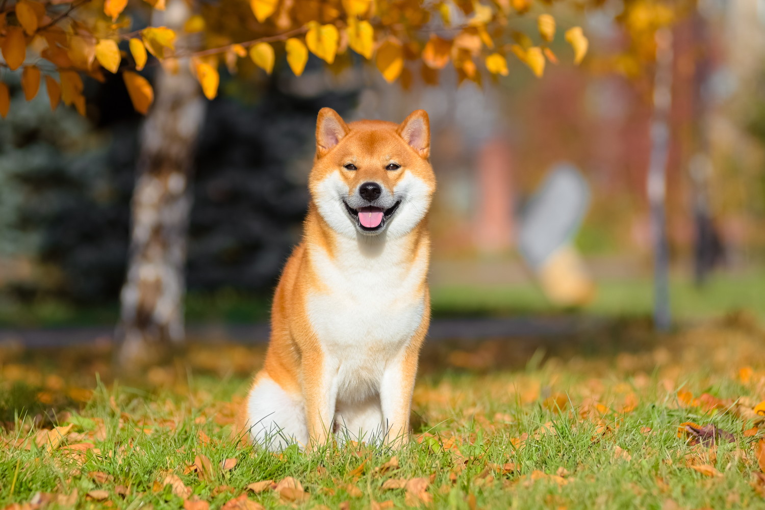 屋外で正面を見つめながら座っている柴犬