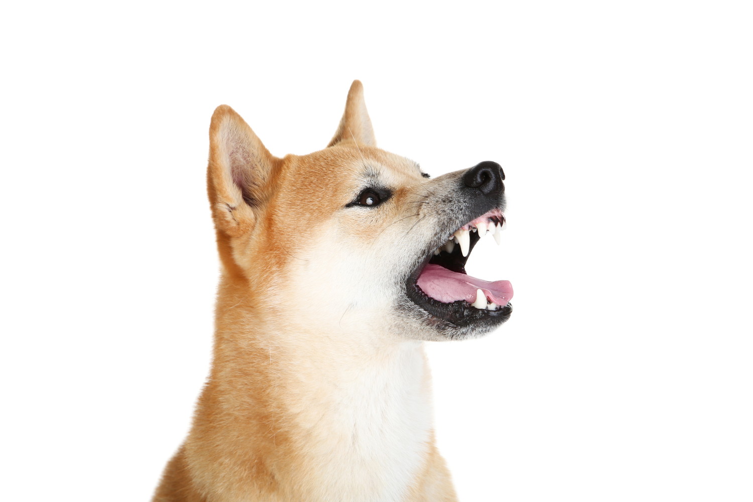 何かを見つめて吠えている柴犬のアップ