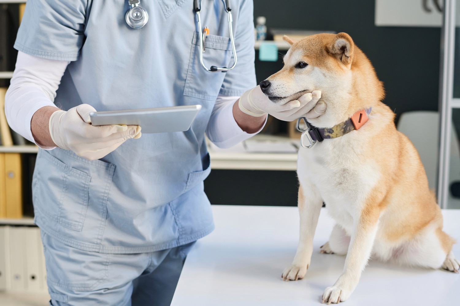 獣医師の診察を受ける柴犬