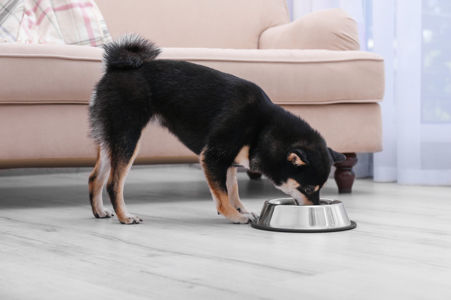 食器からフードを食べている柴犬