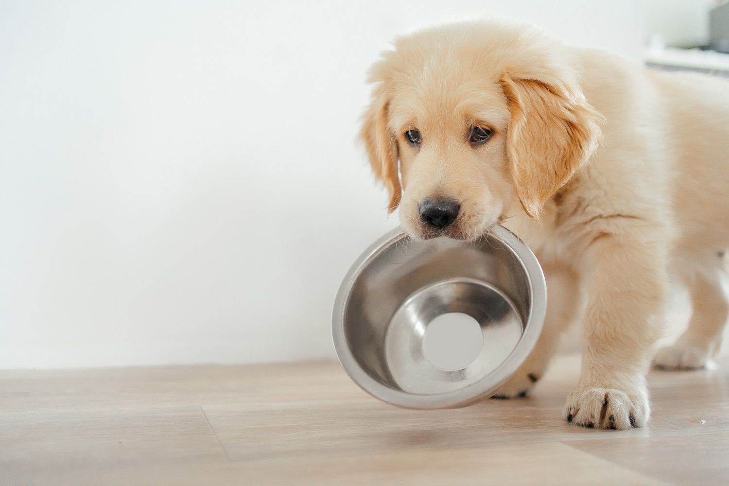 食器をくわえているゴールデンレトリバーの子犬