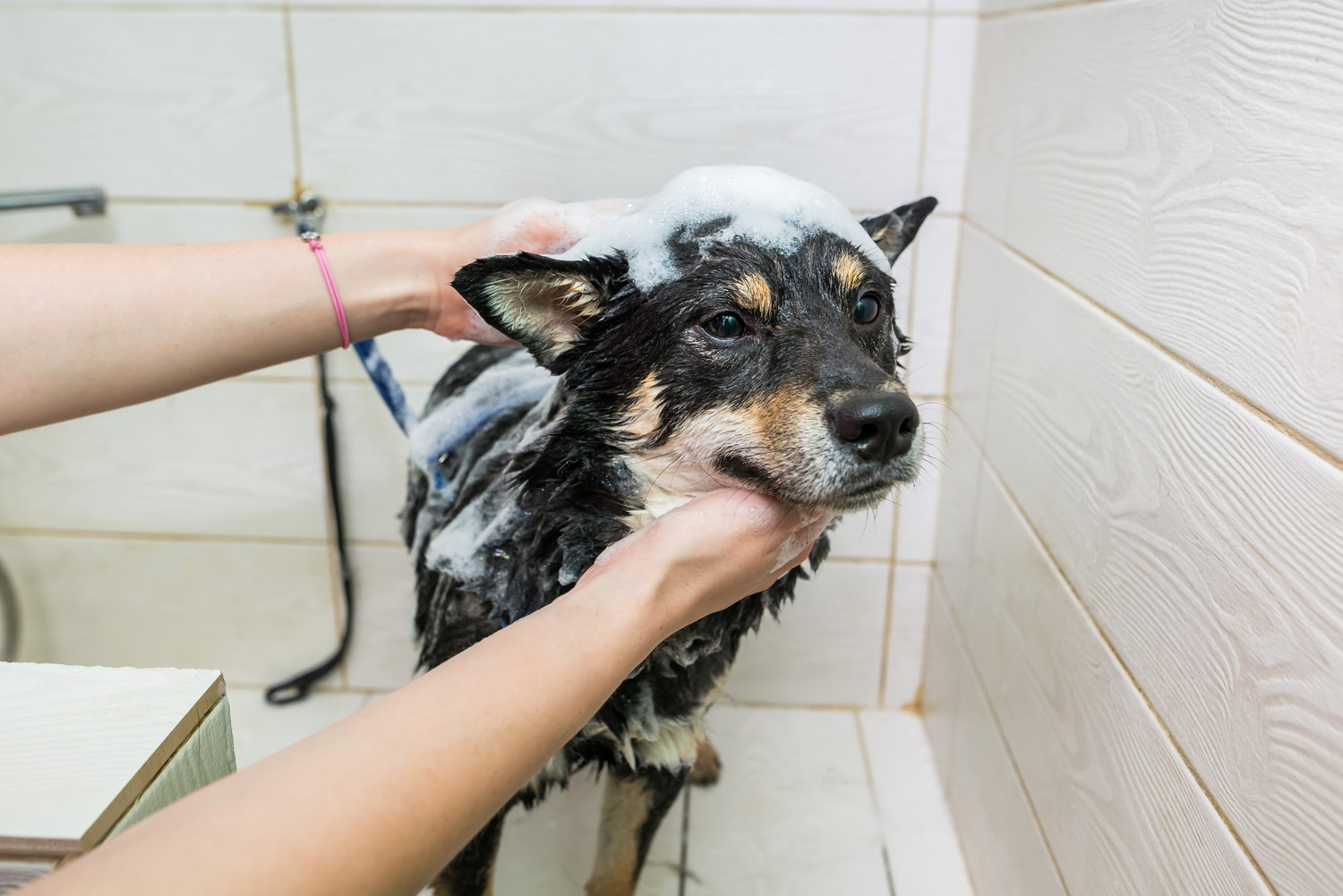 体を洗われている最中の柴犬
