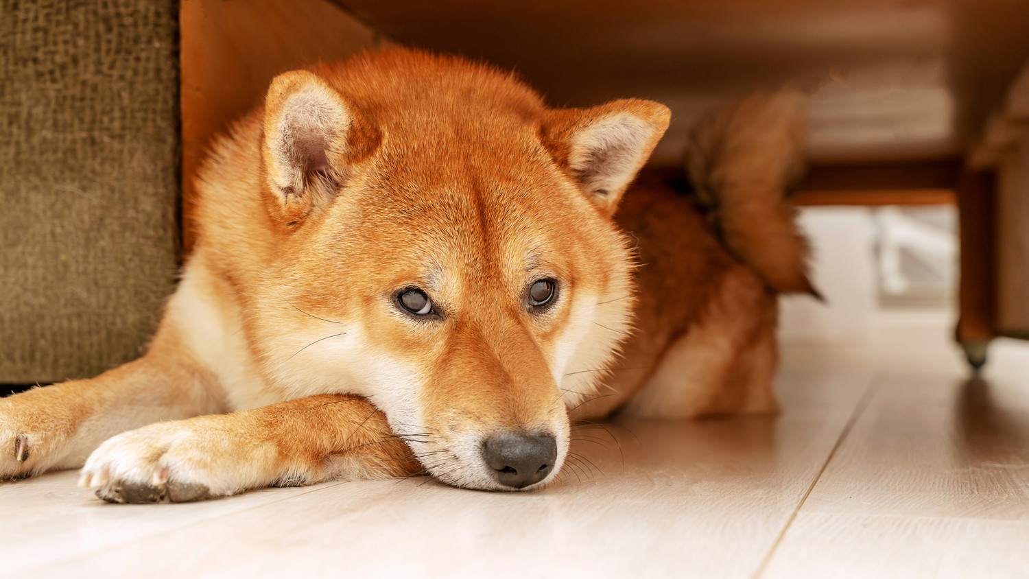 床に伏せて悲しげな表情を浮かべる柴犬
