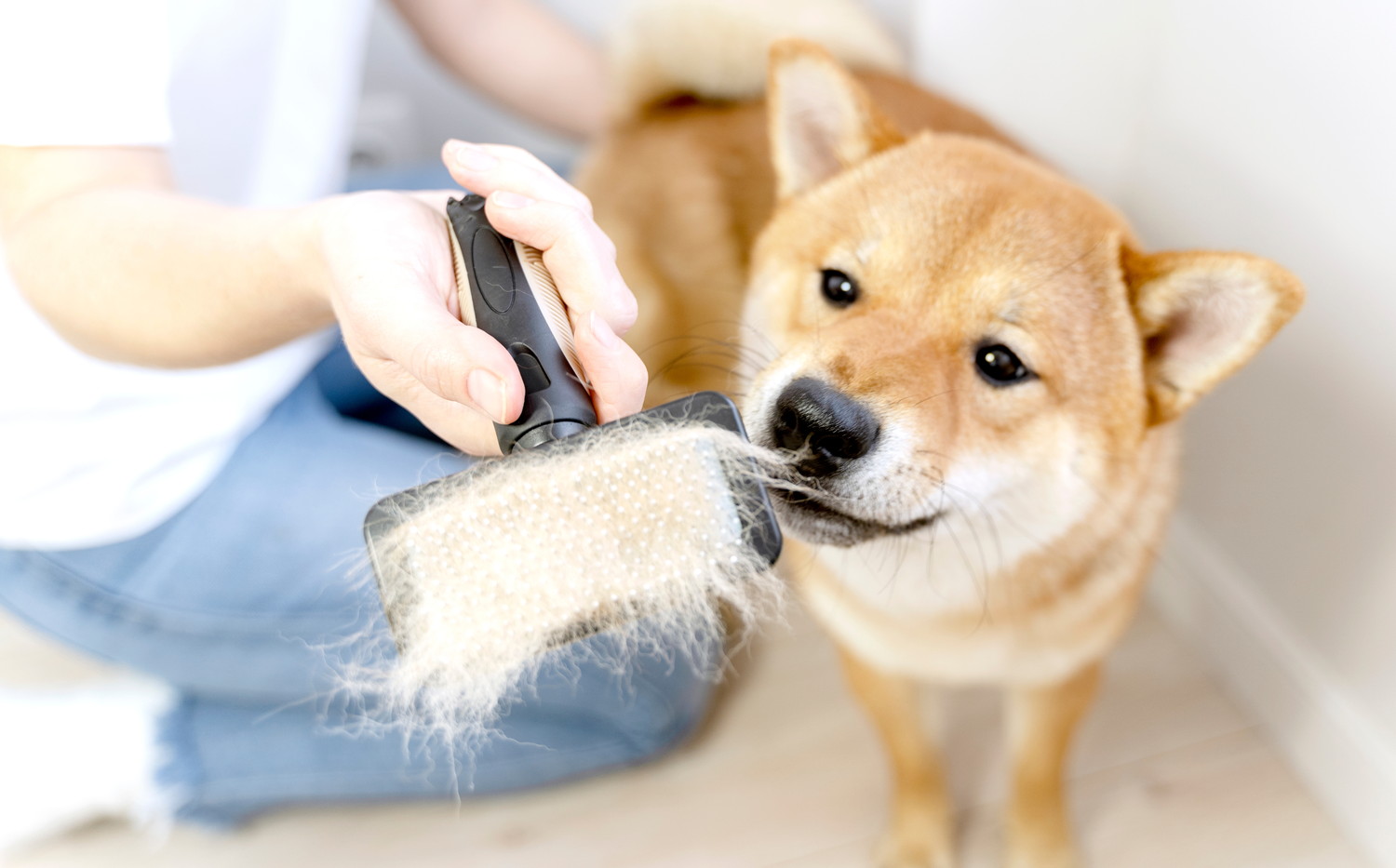 抜け毛がついたブラシに顔を近づける柴犬