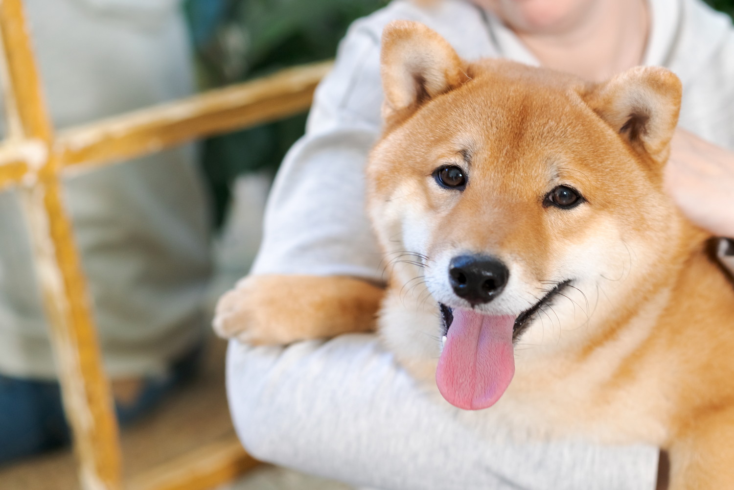 飼い主の腕に抱かれている柴犬